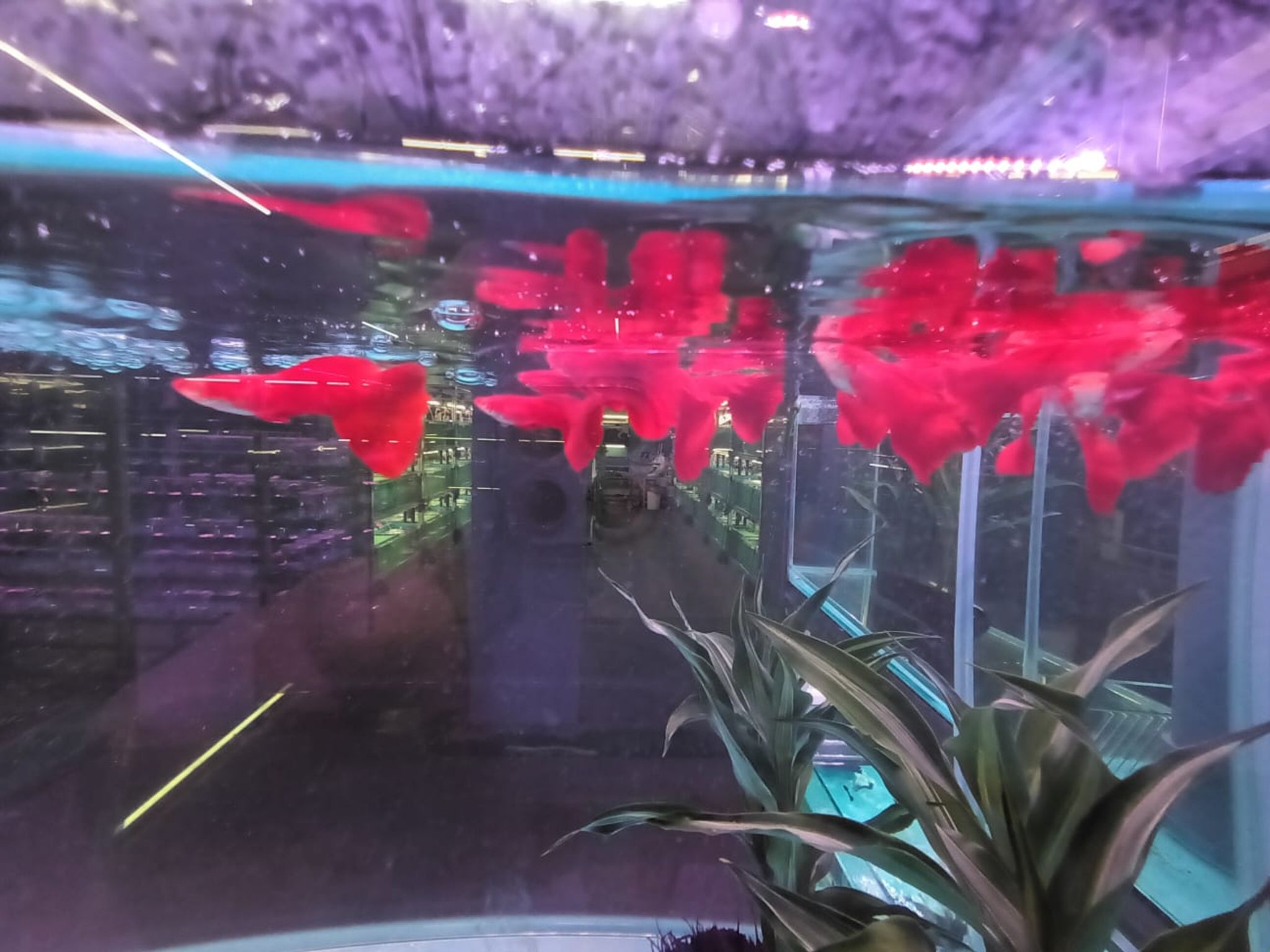 Full Red Guppy ( GP-5103 ）