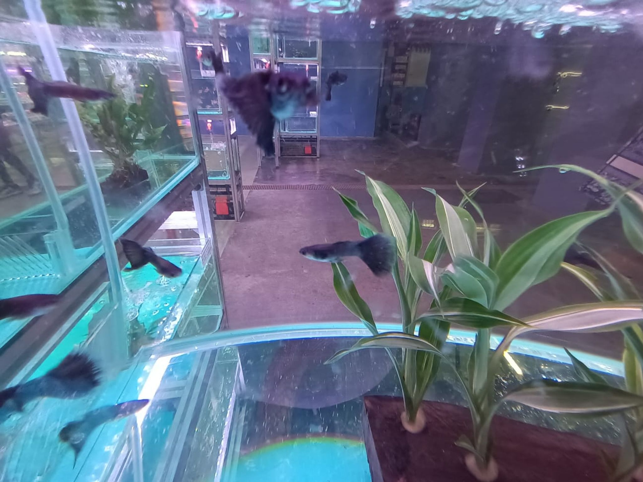 Black Guppy ( GP-5103 )