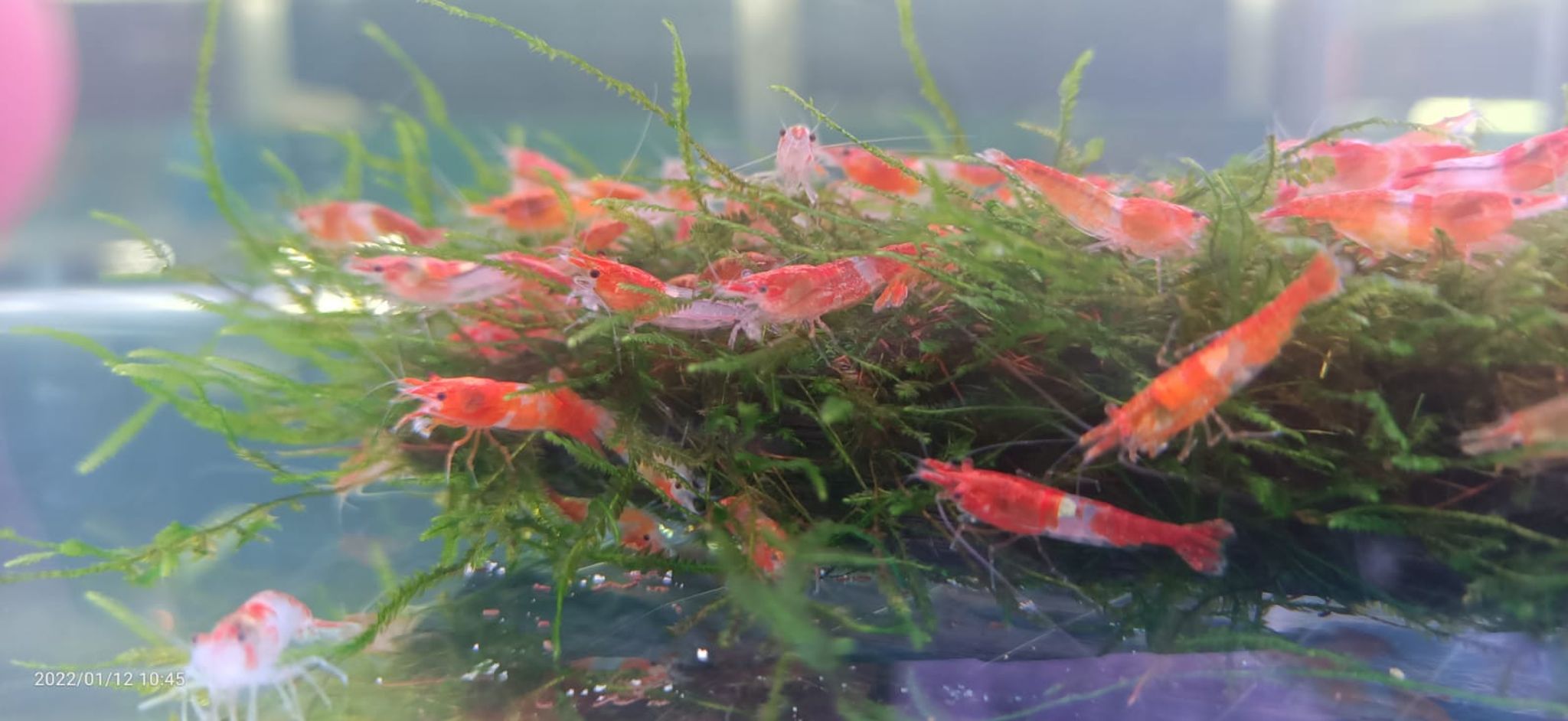 Orange Rili Shrimp ( OO-5300 )