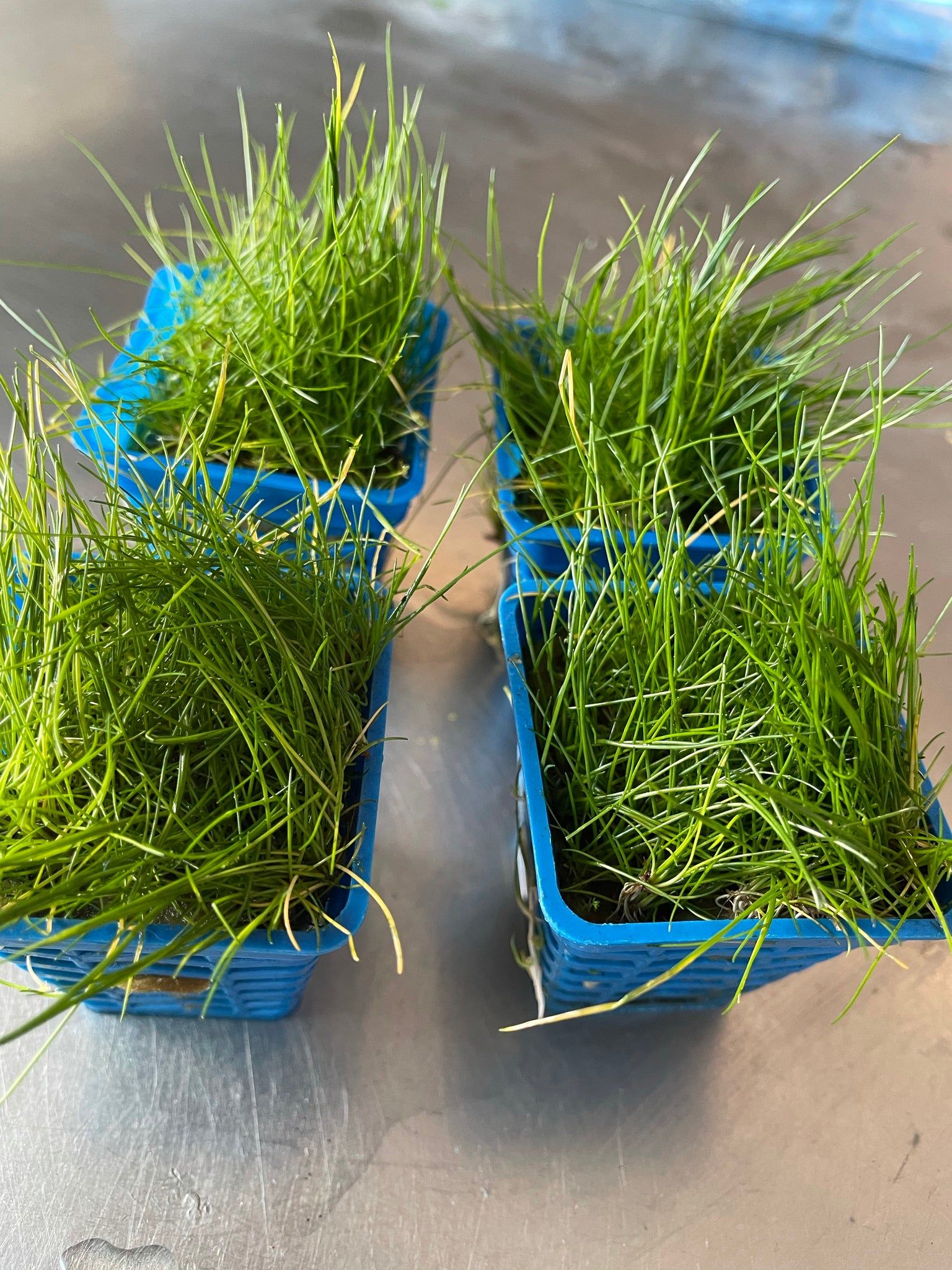 Eleocharis acicularis (Mini hair grass) in pots