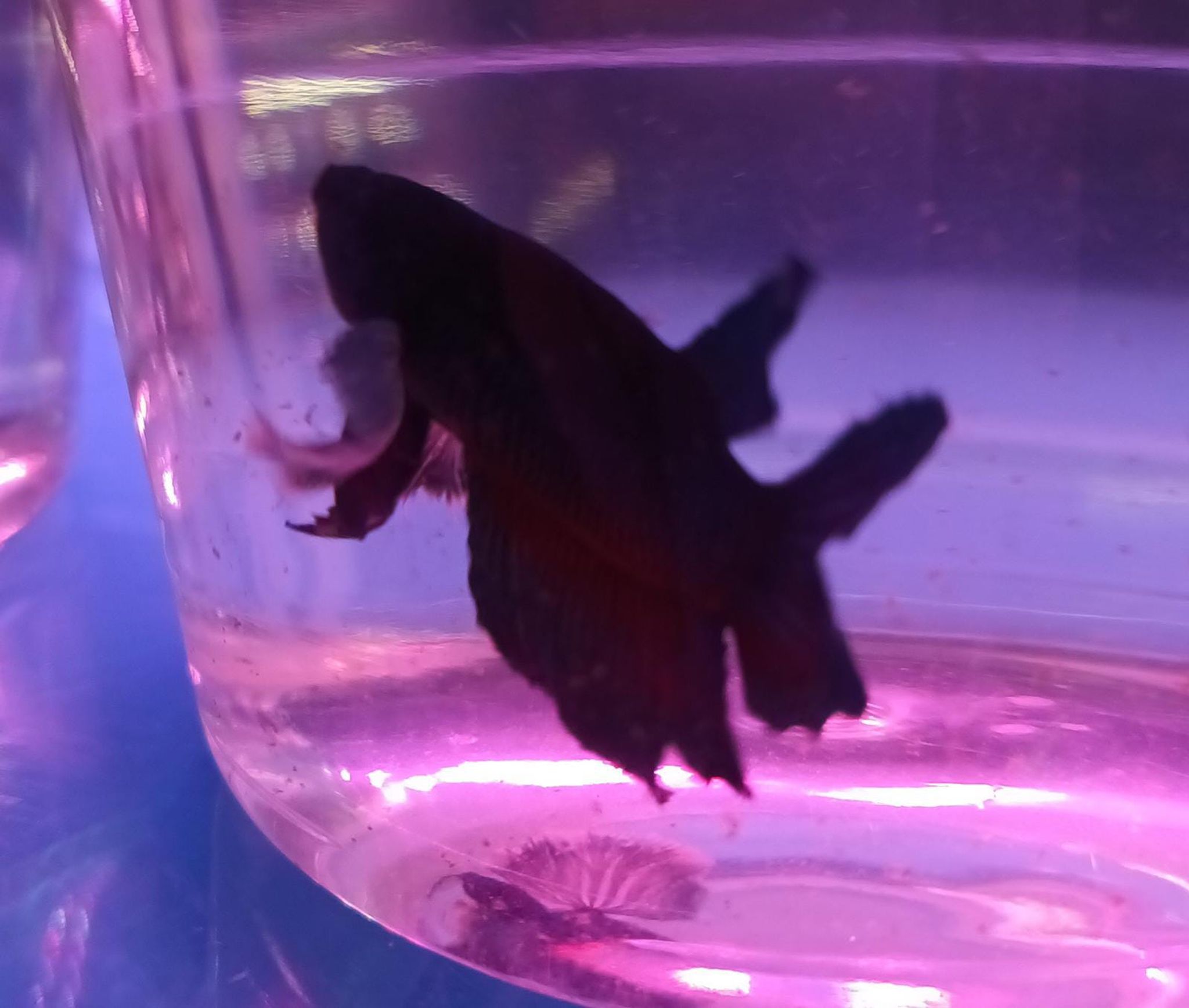 Elephant Ear Male Betta (Dark Blue + hint of Red) ( BT-0740 )