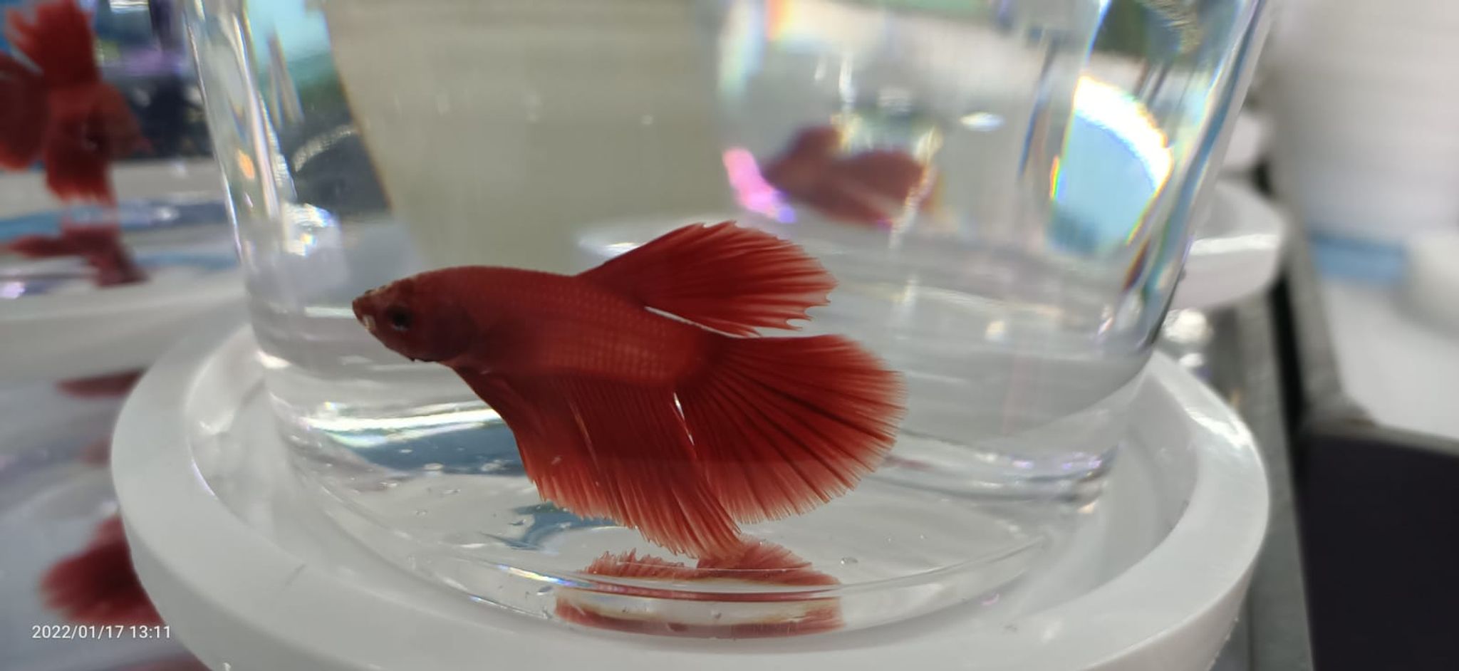 Red half-moon Betta ( BT-0874 )