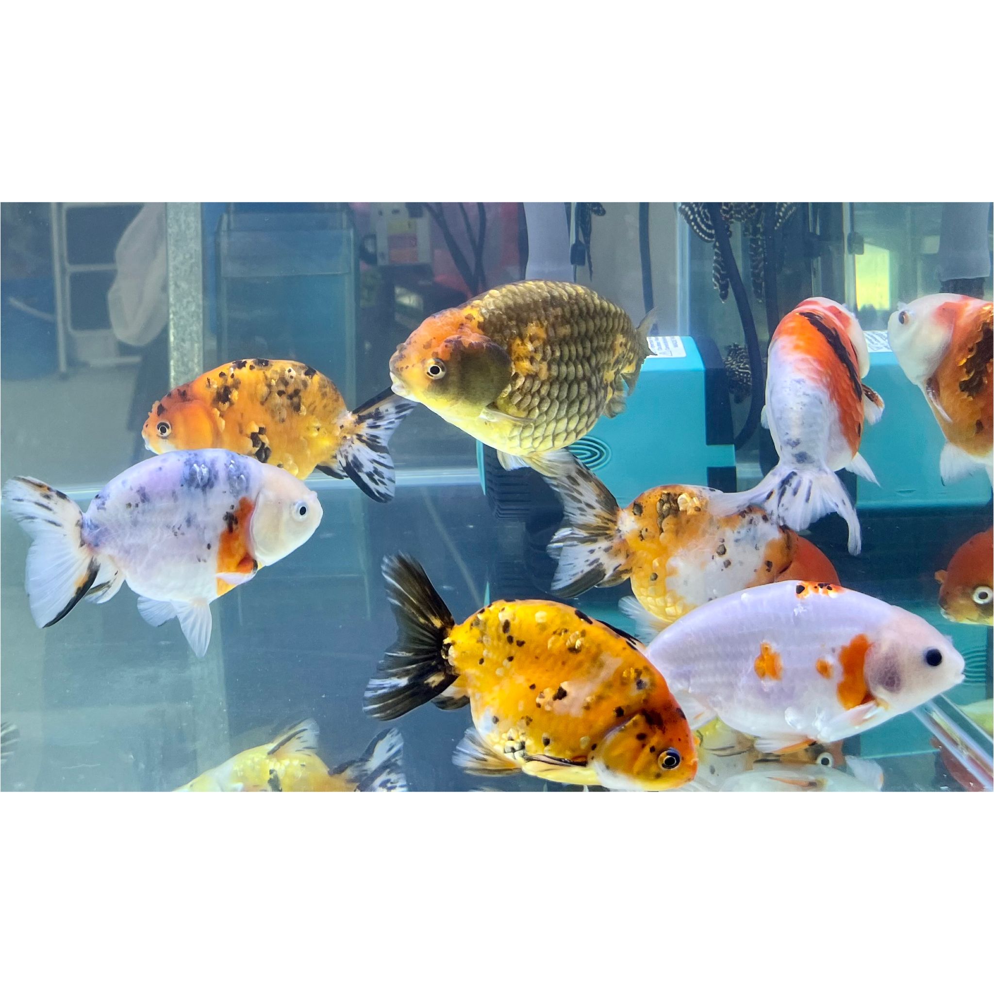 What Do Ranchu Goldfish Eat? A Practical Feeding Guide