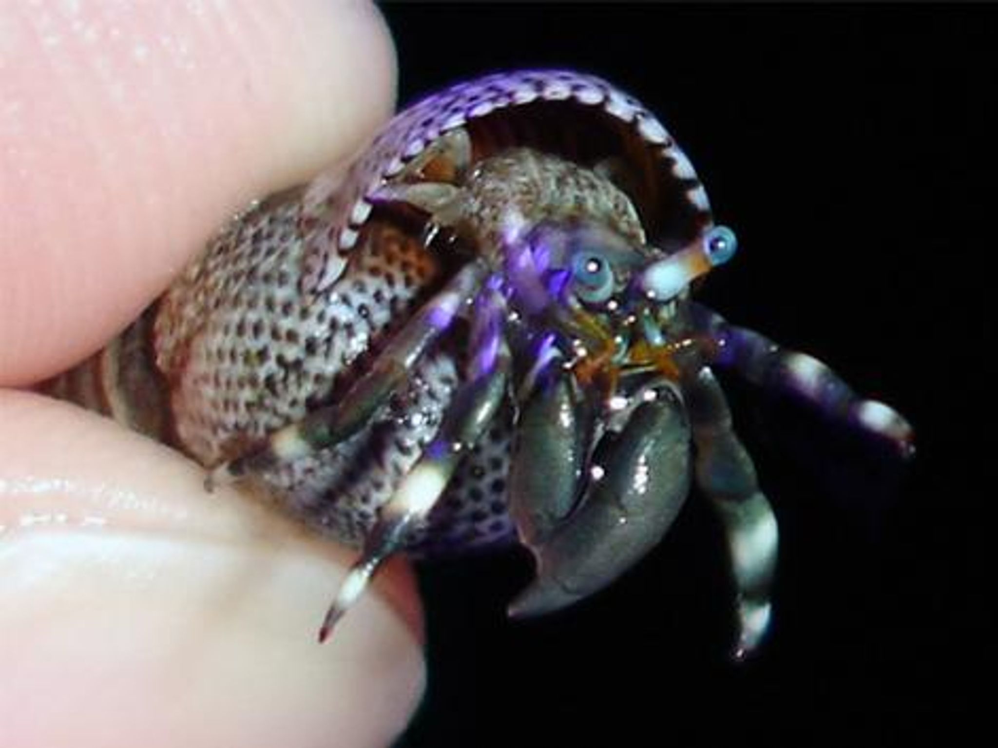 Hermit Crab