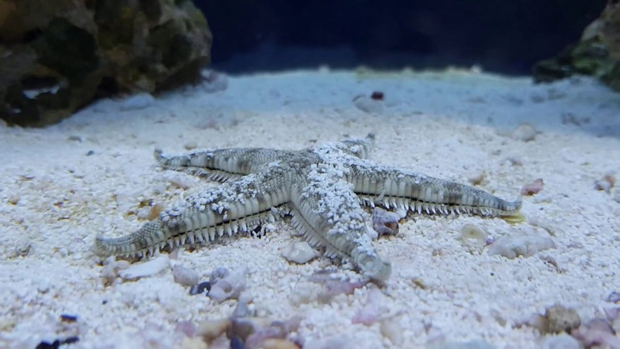 Sand Sifting Starfish