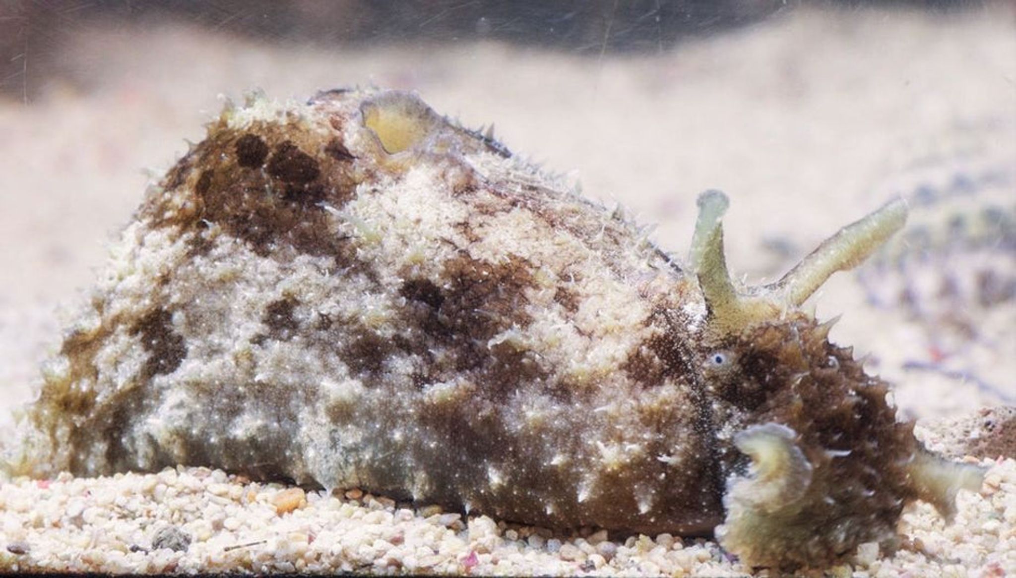 Seahare slug