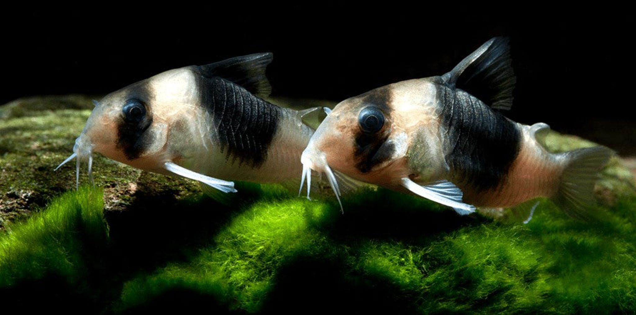 CW51 Corydoras
