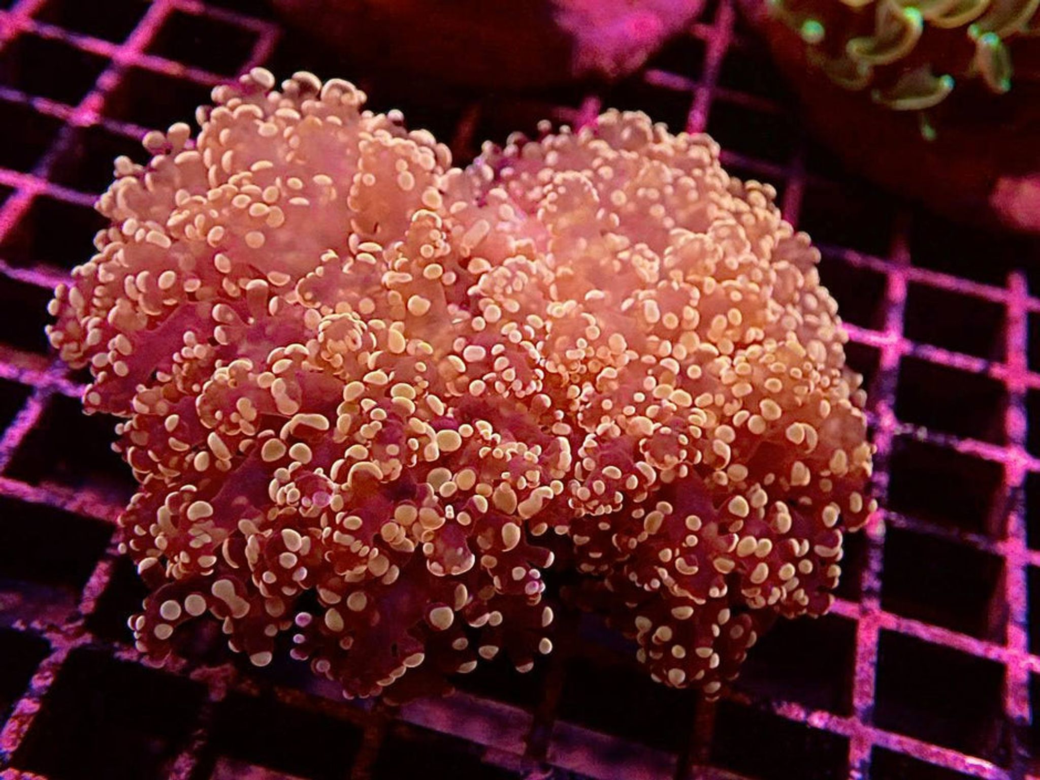 Ultra Orange Branching Frogspawn LPS