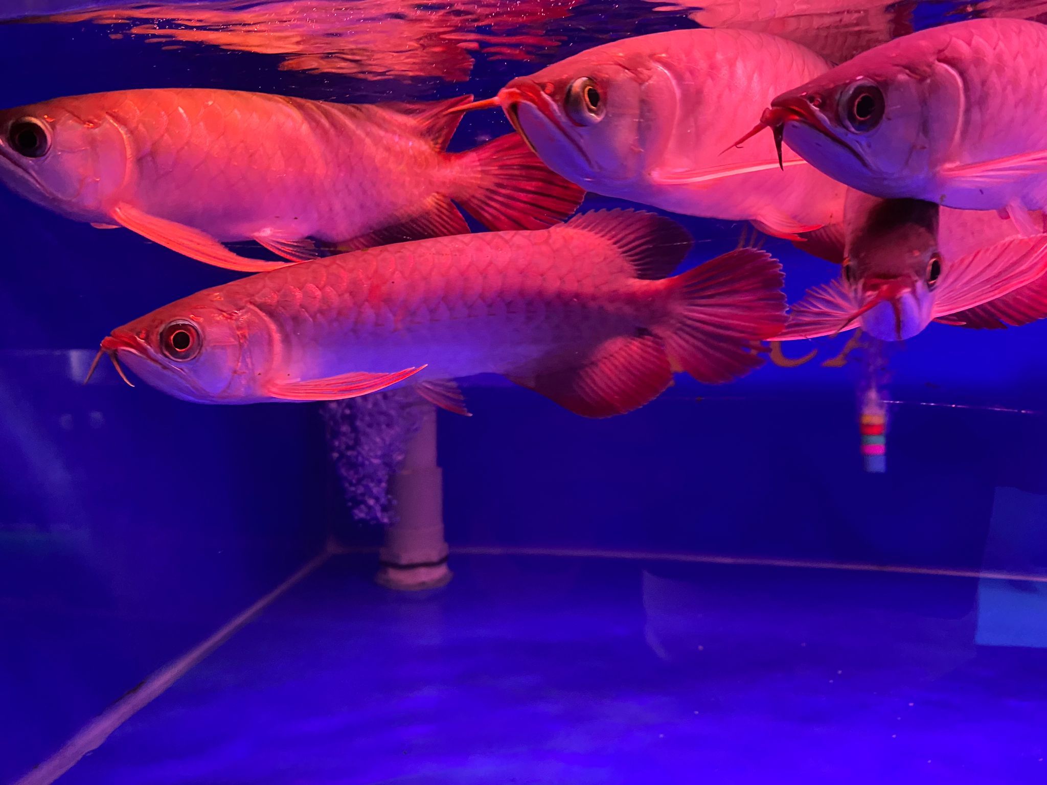 Singapore Ornamental Fish Industry Statistics 2026