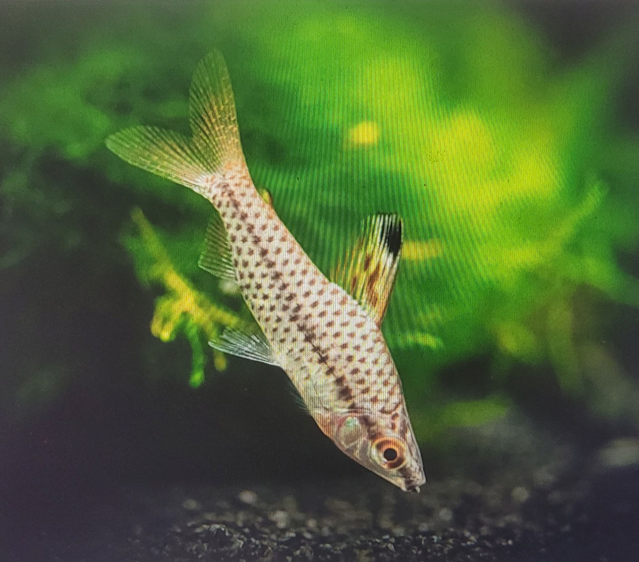 Spotted Headstander (Chilodus Punctatus)