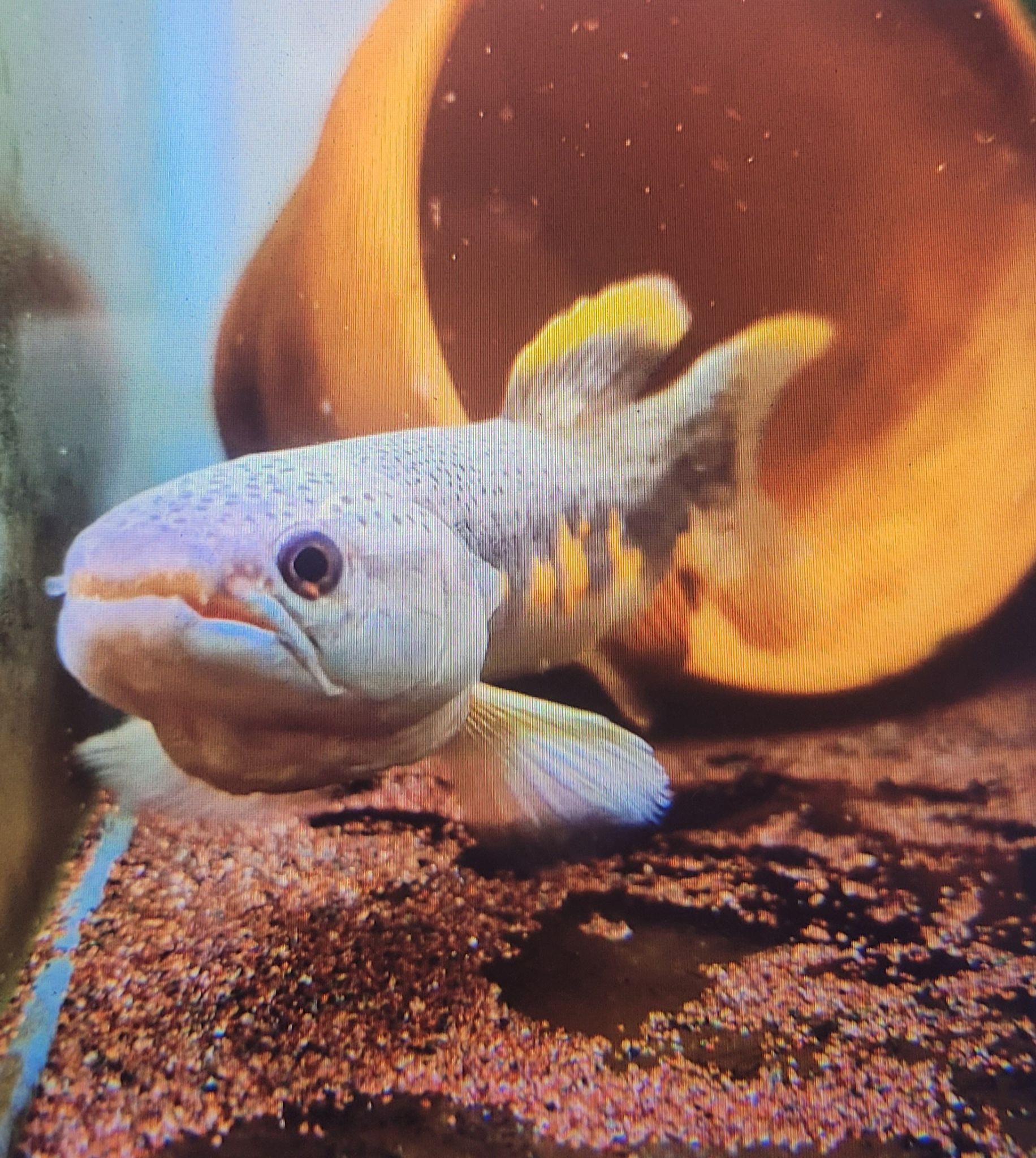 Erythrinus Erythrinus