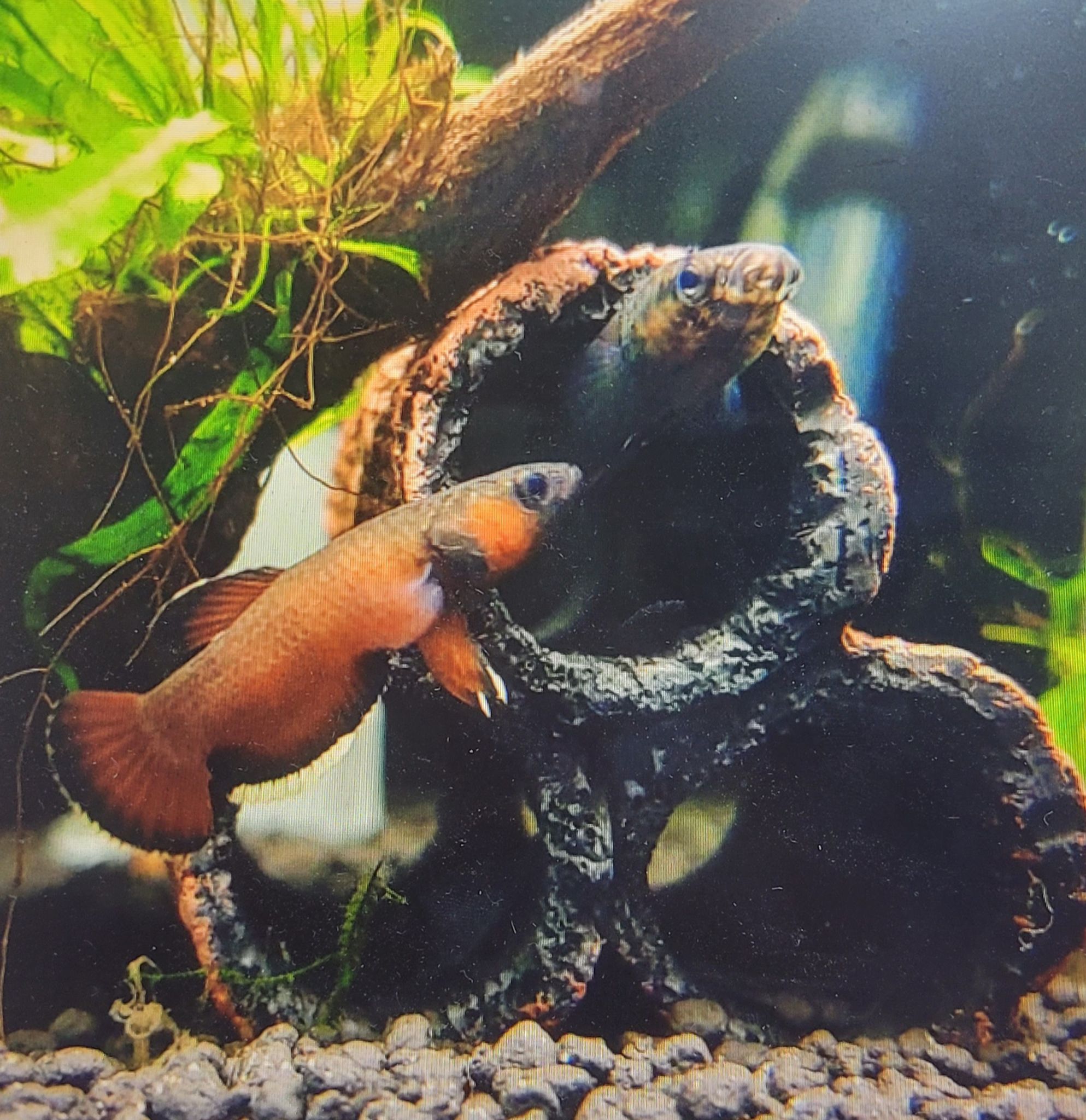 Betta Albimarginata