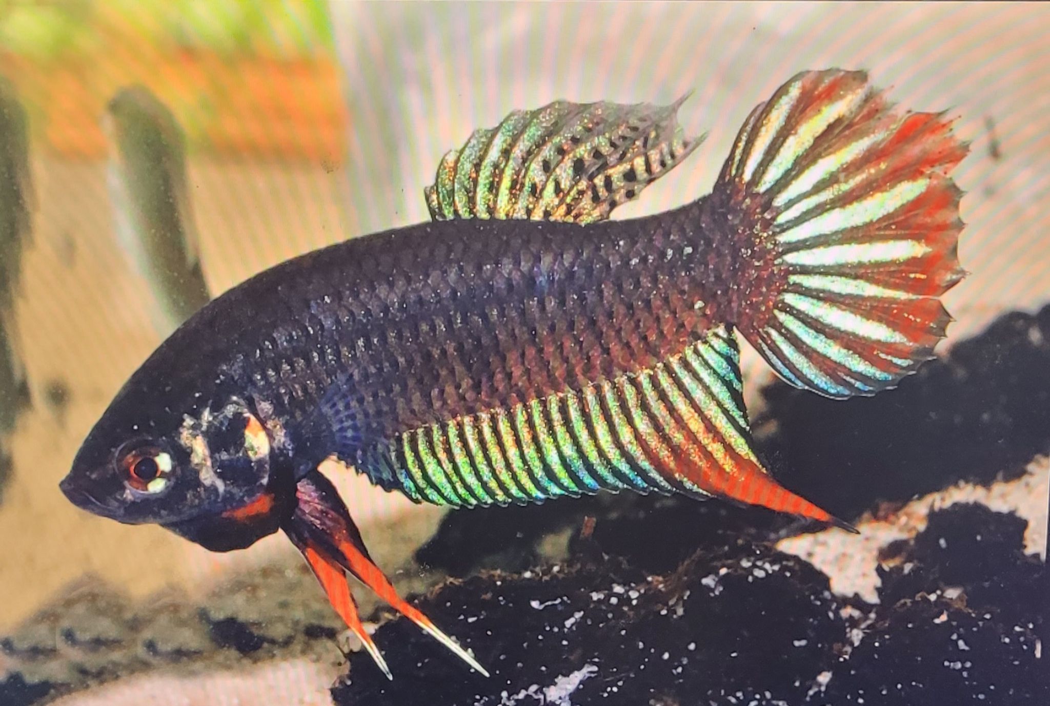 Betta Siamorientalis