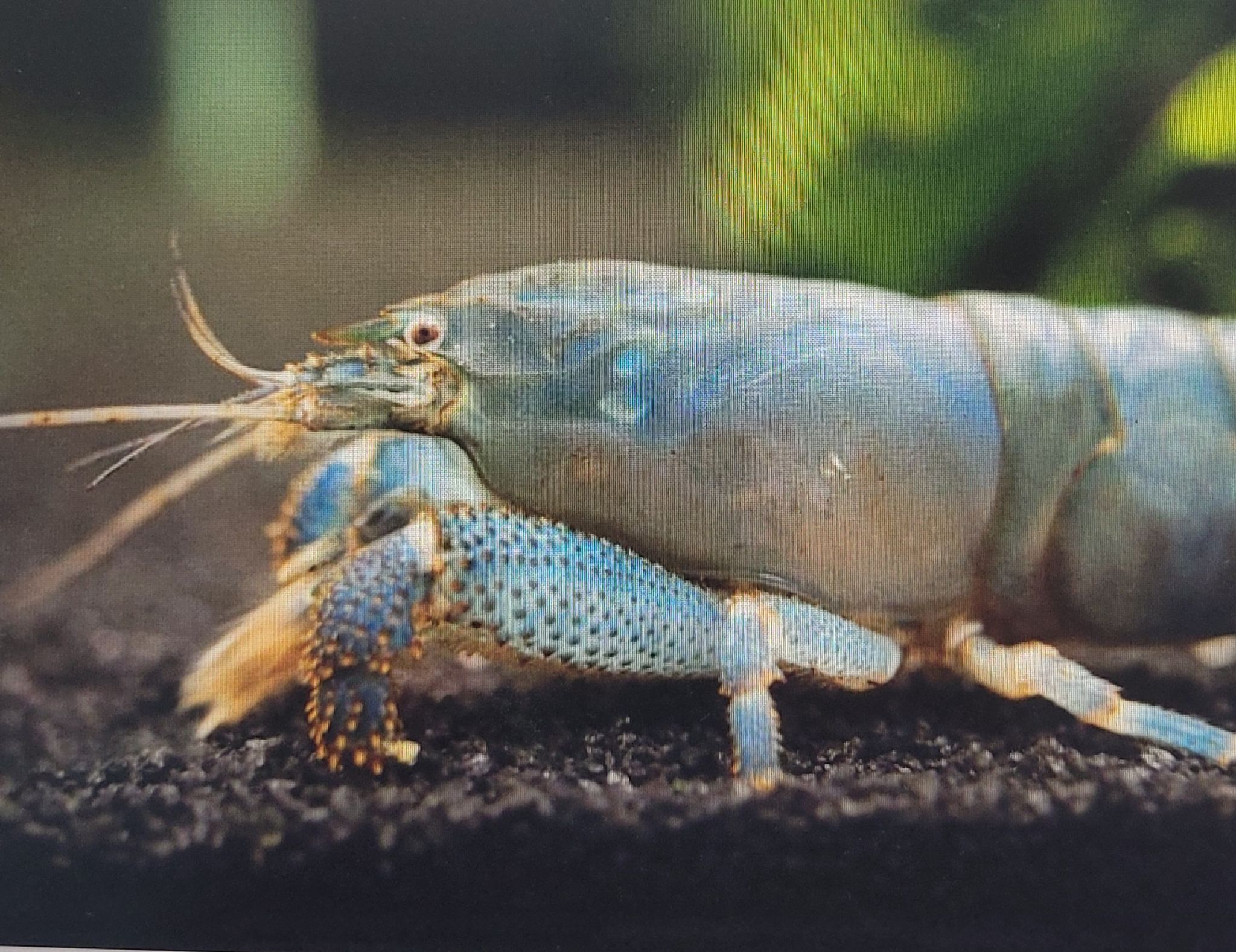 Blue Cameroon Shrimp (Atya Gabonensis)
