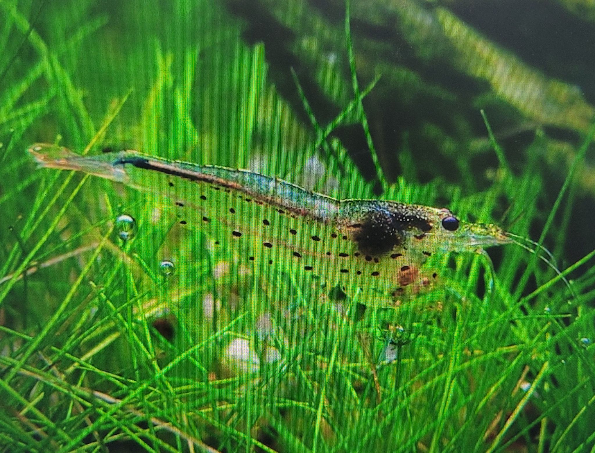 Caridina Multidentata