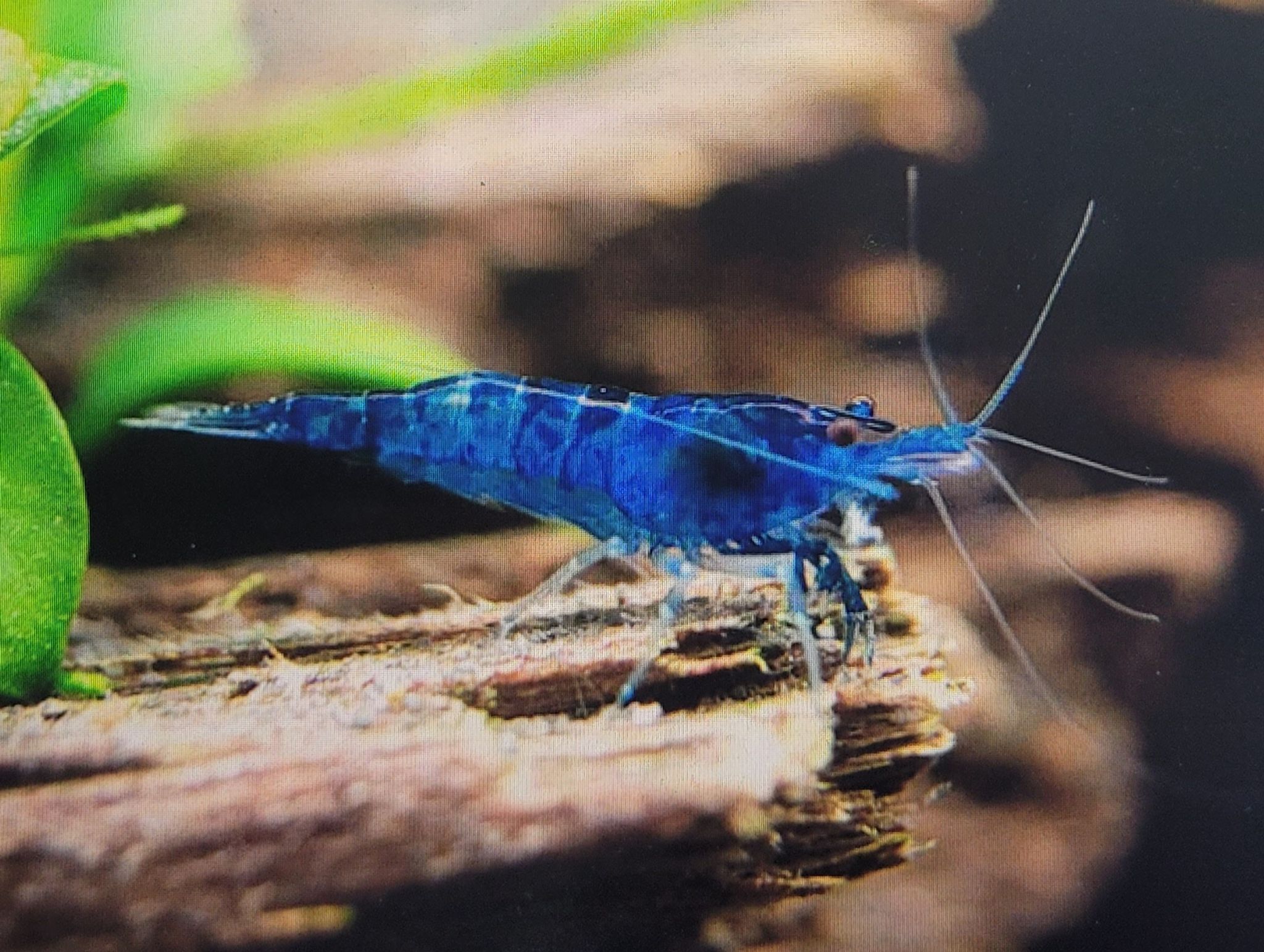 Neocaridina Davidi sp. Blue Dream
