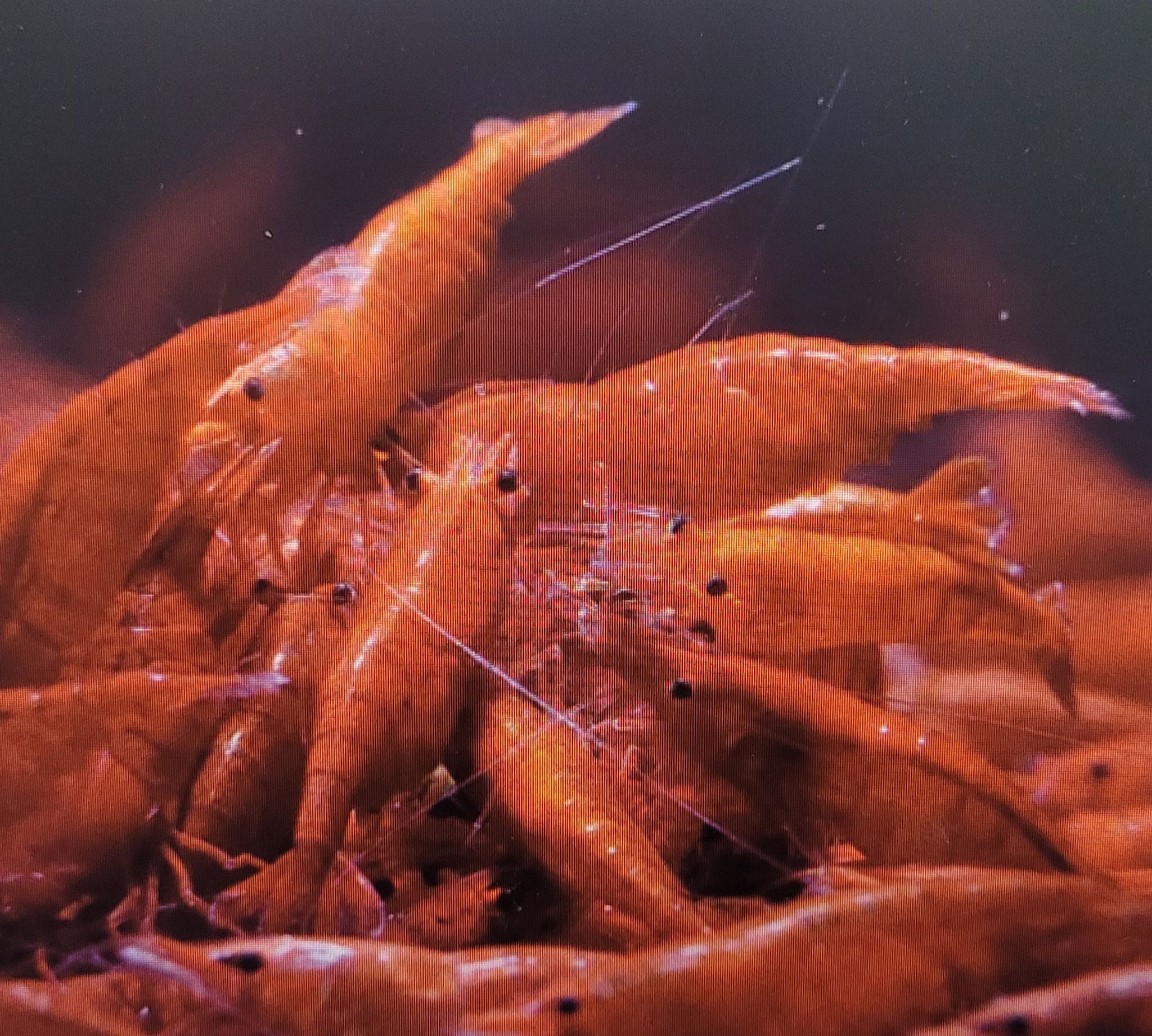 Neocaridina Davidi sp. Fire Red