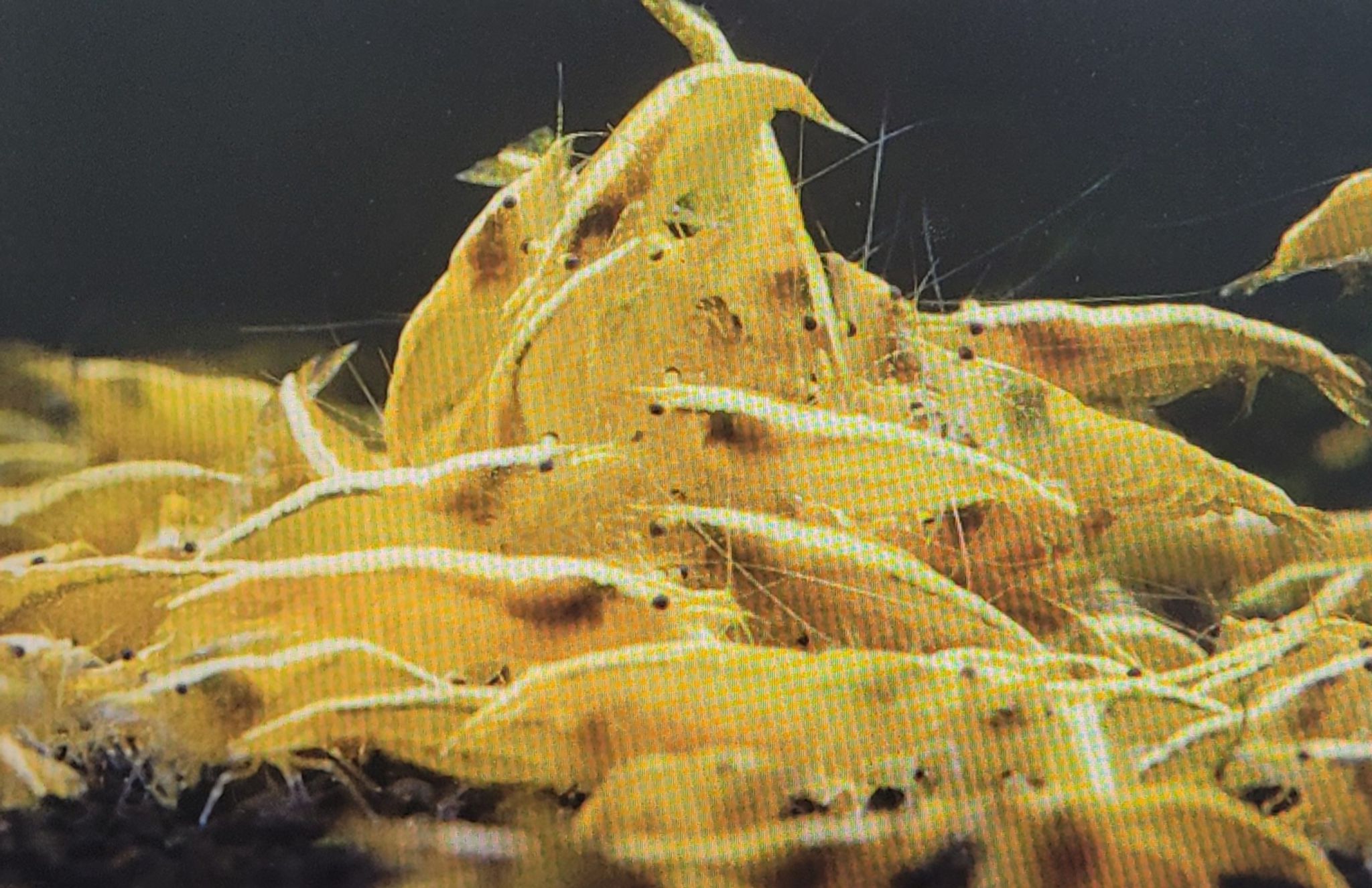Golden Back Shrimp Neocaridina Davidi sp. Golden Back