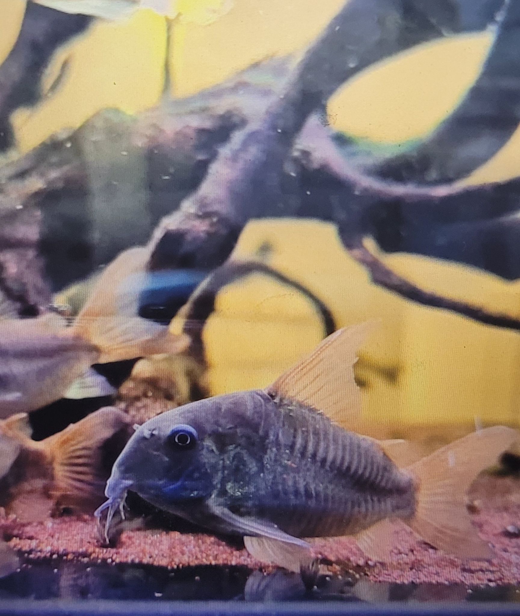 Corydoras Concolour