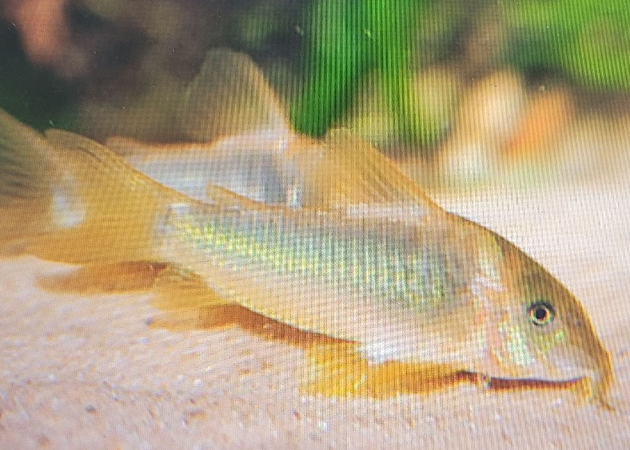 Green-gold Cory (Corydoras Melanotaenia)