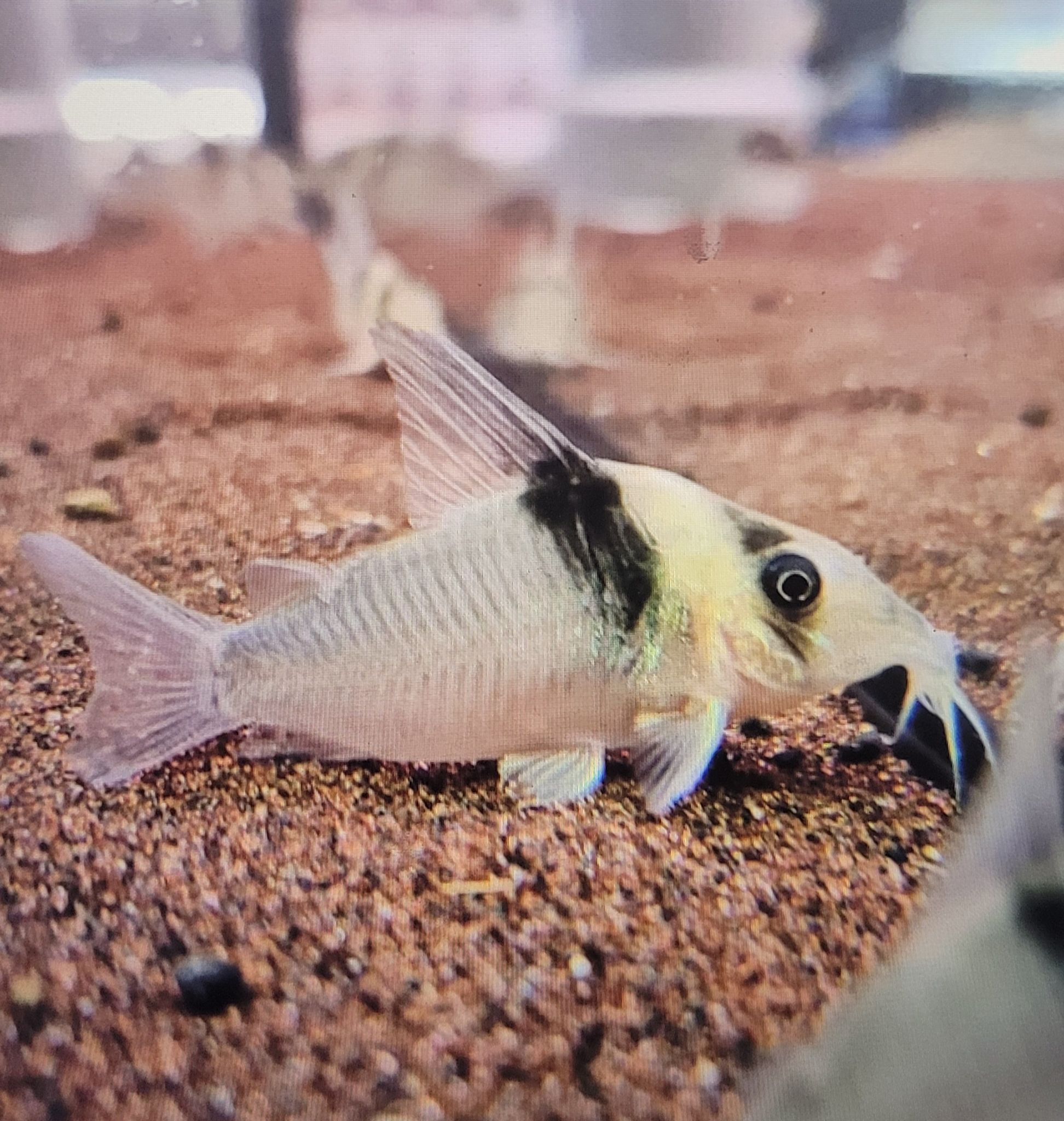Miguelito Cory (Corydoras Virginiae C004)
