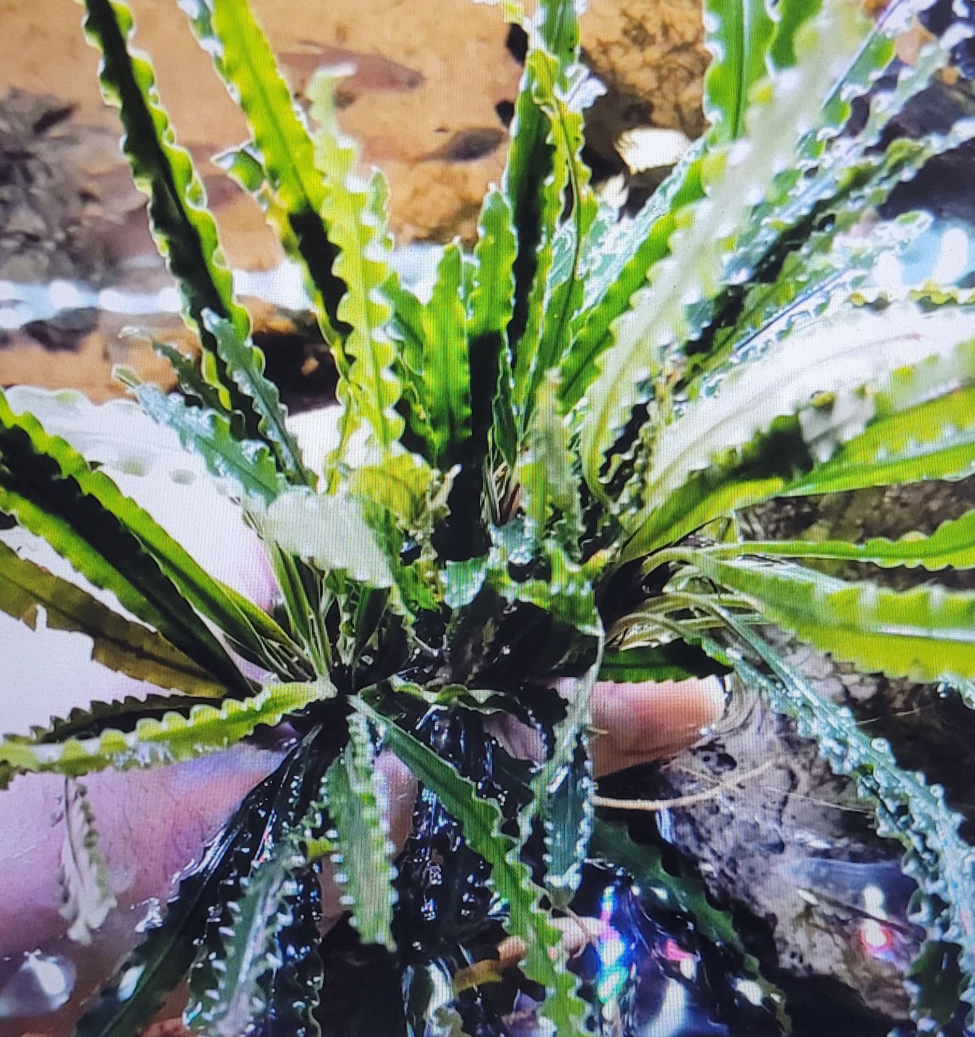 Fenestratarum Mulyadii
