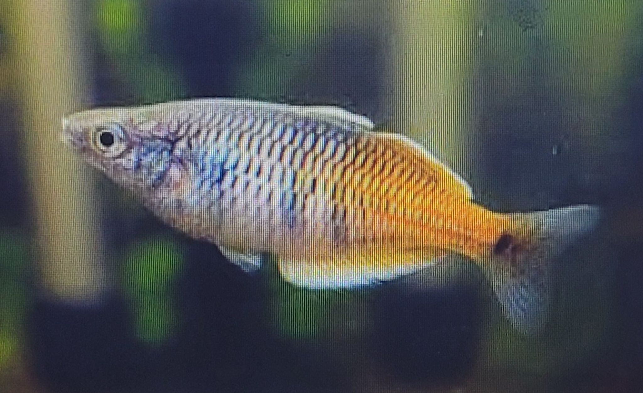What Do Boesemani Rainbowfish Eat? A Practical Feeding Guide