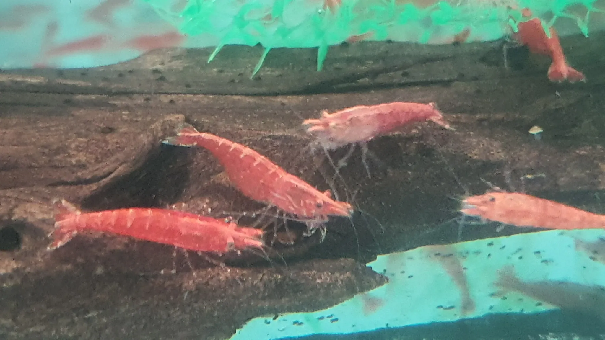 Fire red shrimps 1 - 1.5cm