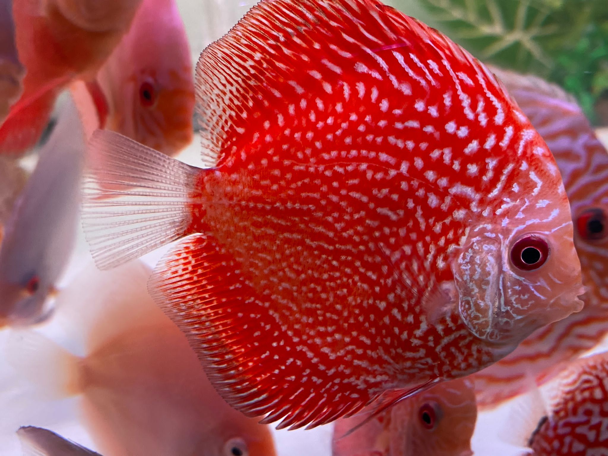 Pigeon Snakeskin Red Discus