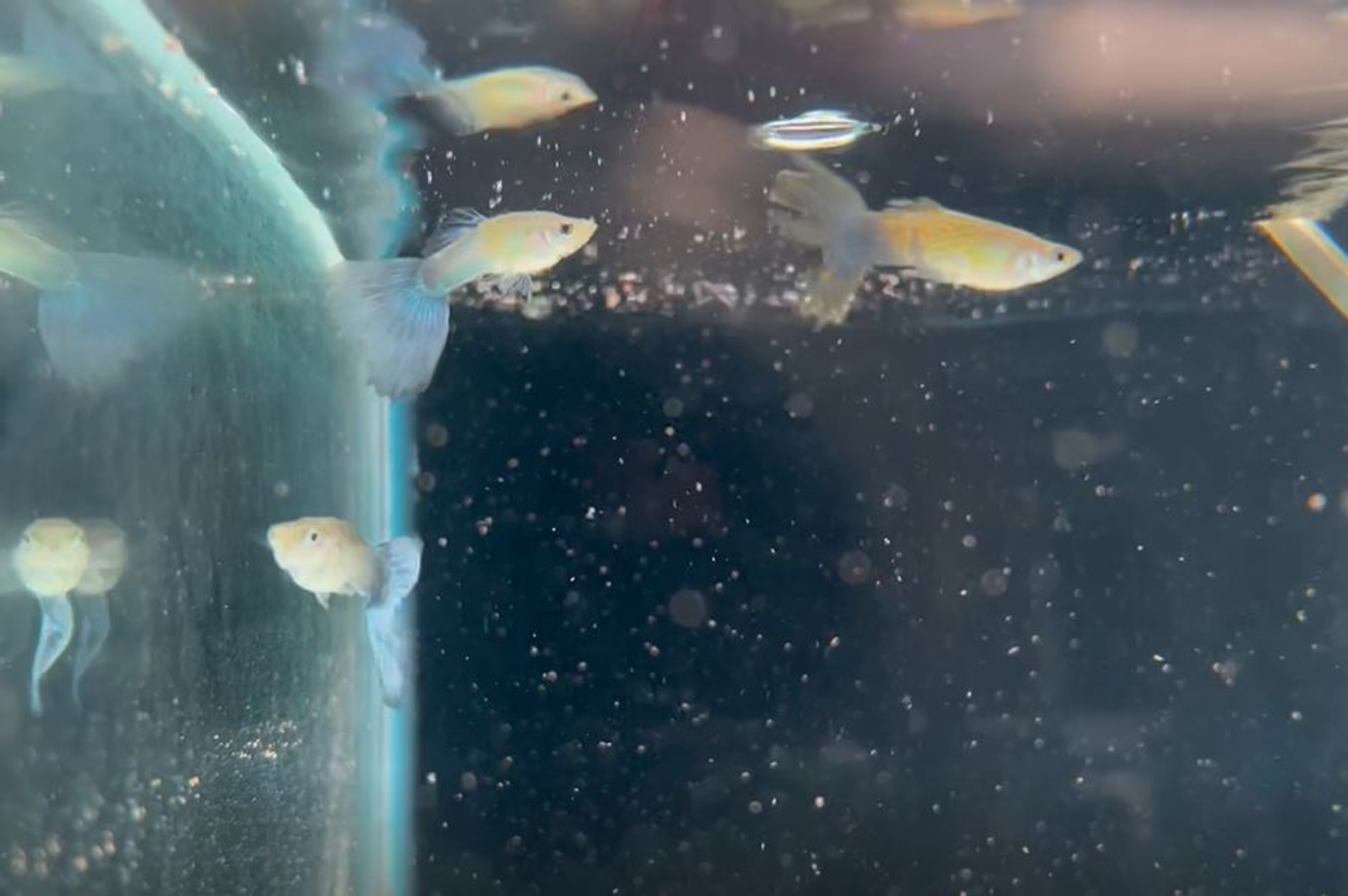 Blue Diamond Guppy