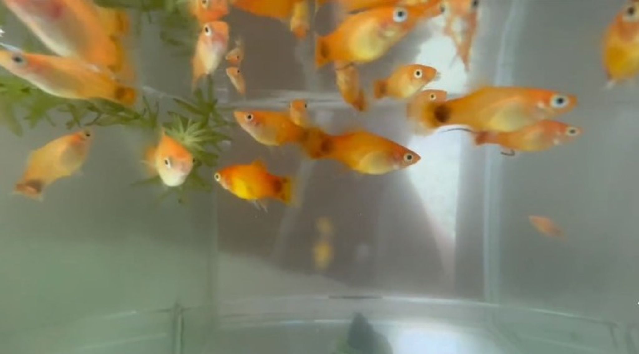 Light Orange Platy
