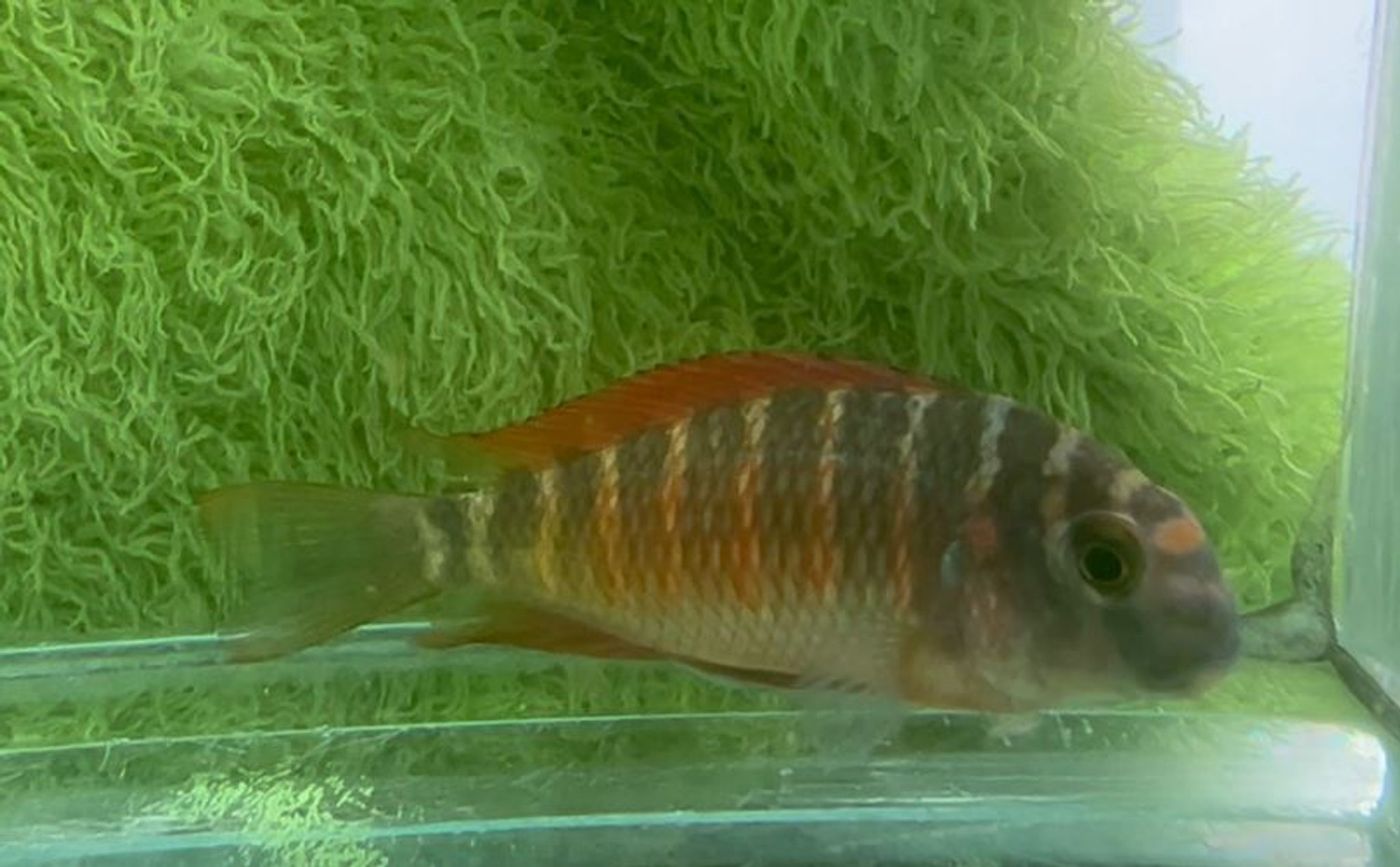 Tropheus Red Morii