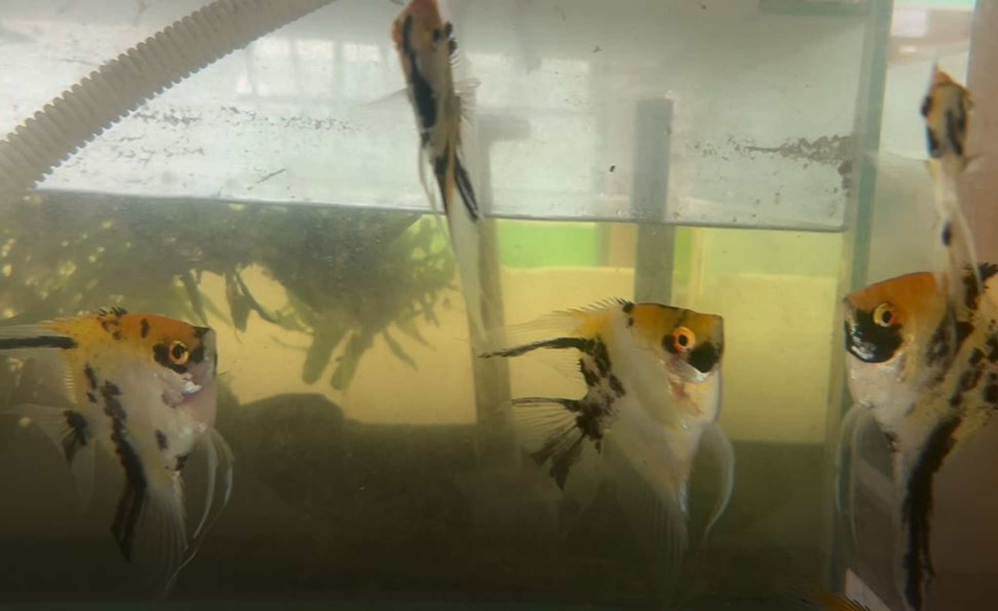 Red Devil Angelfish