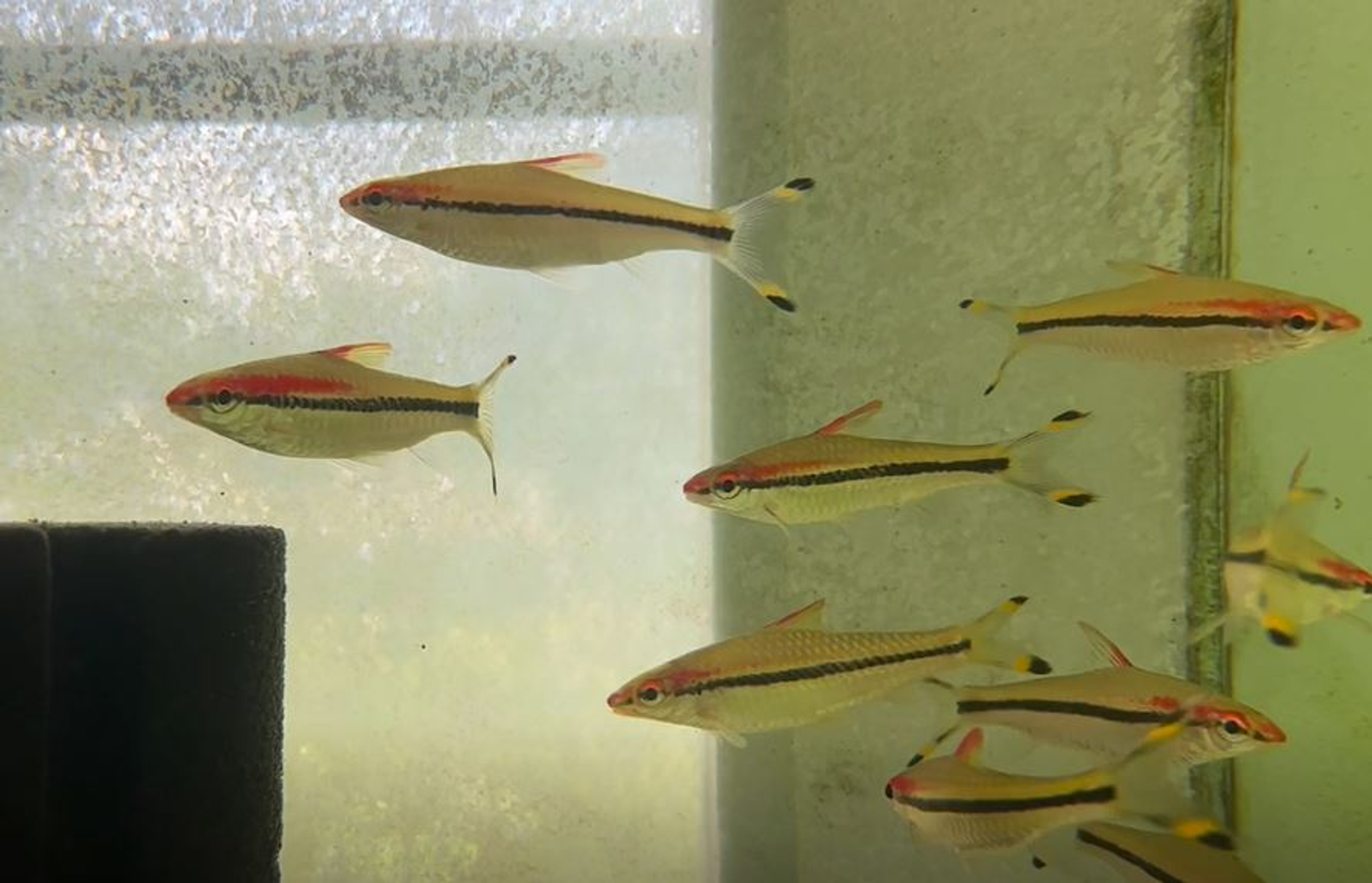 Red Line Barb