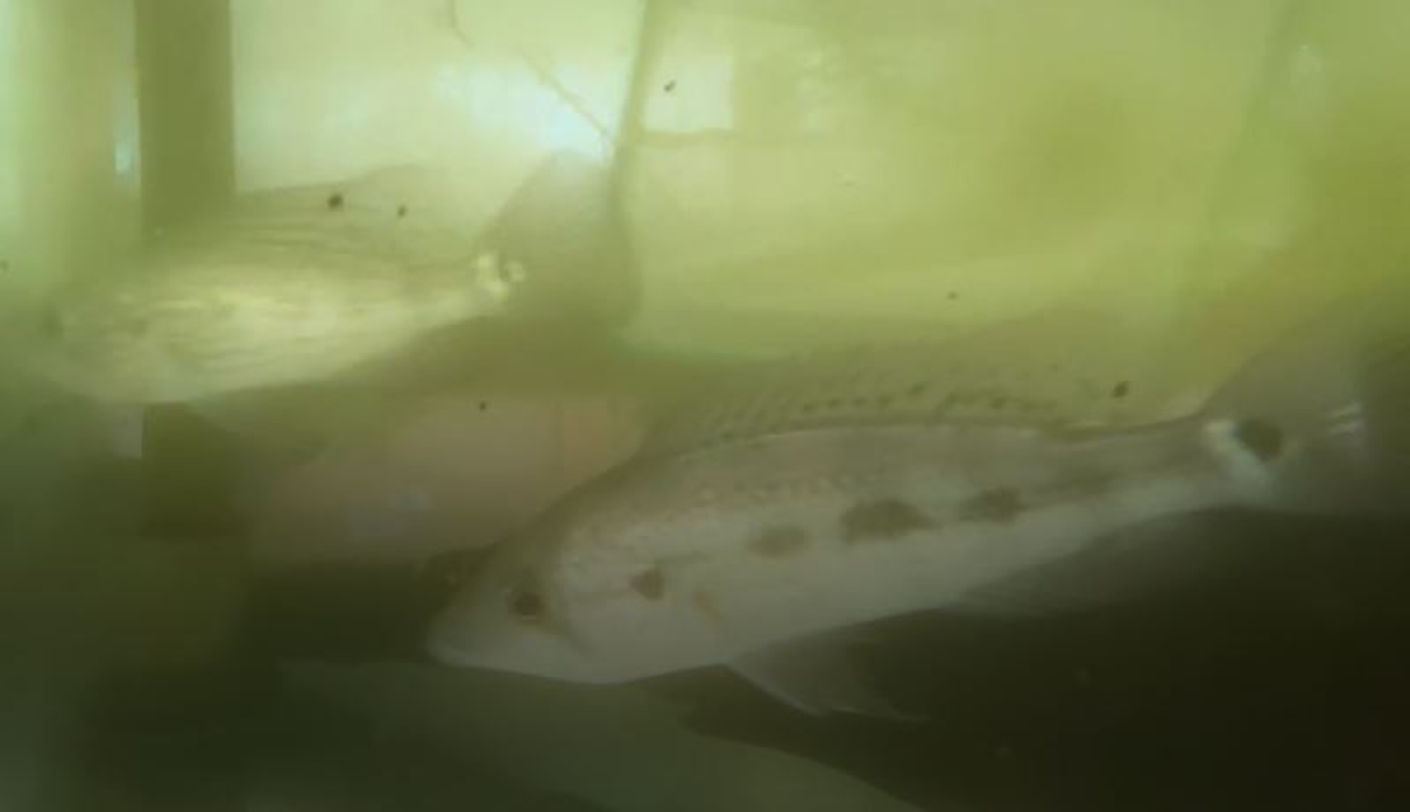 Green Bay Snook Cichlid