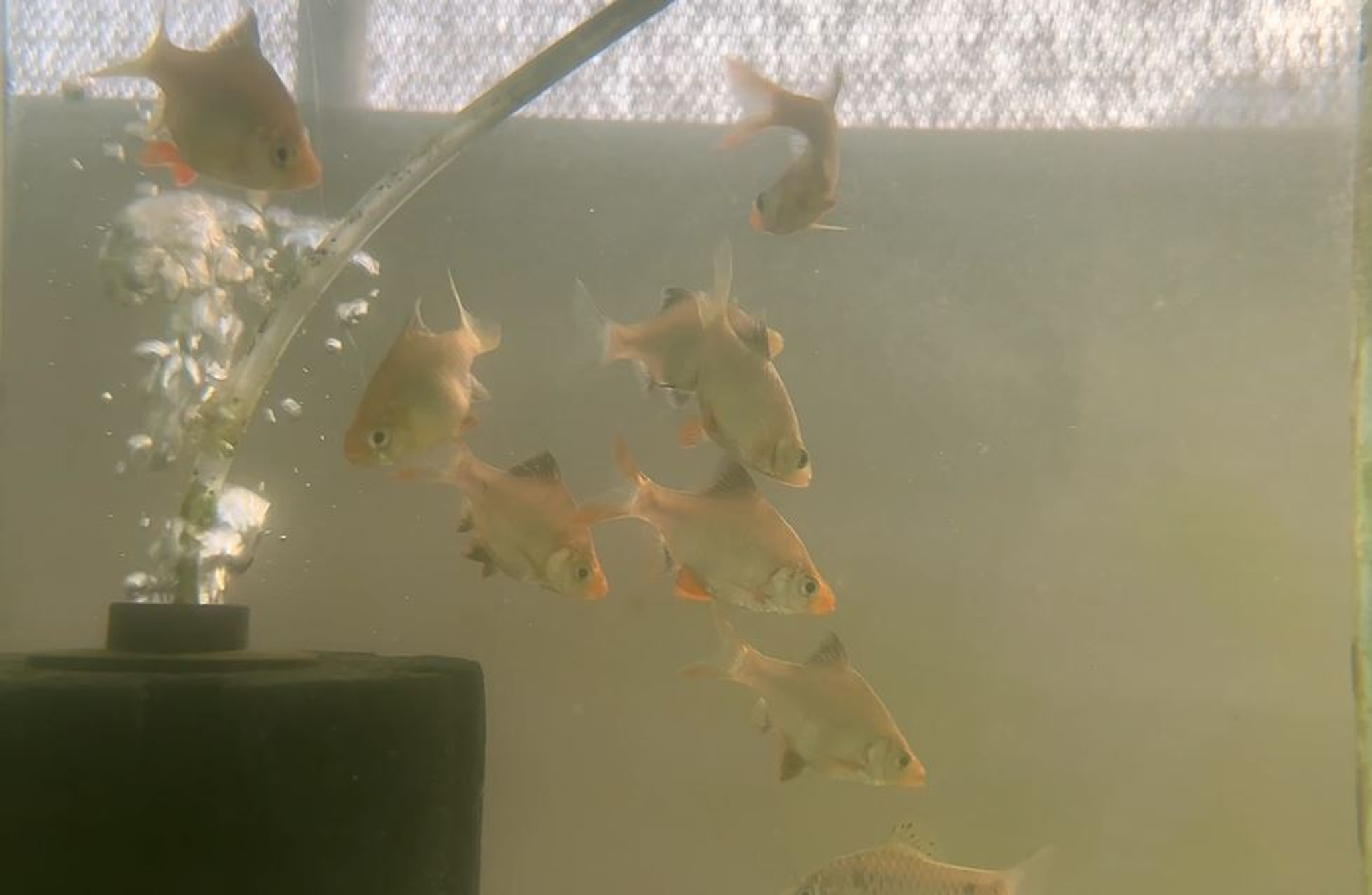 Green Tiger Barb