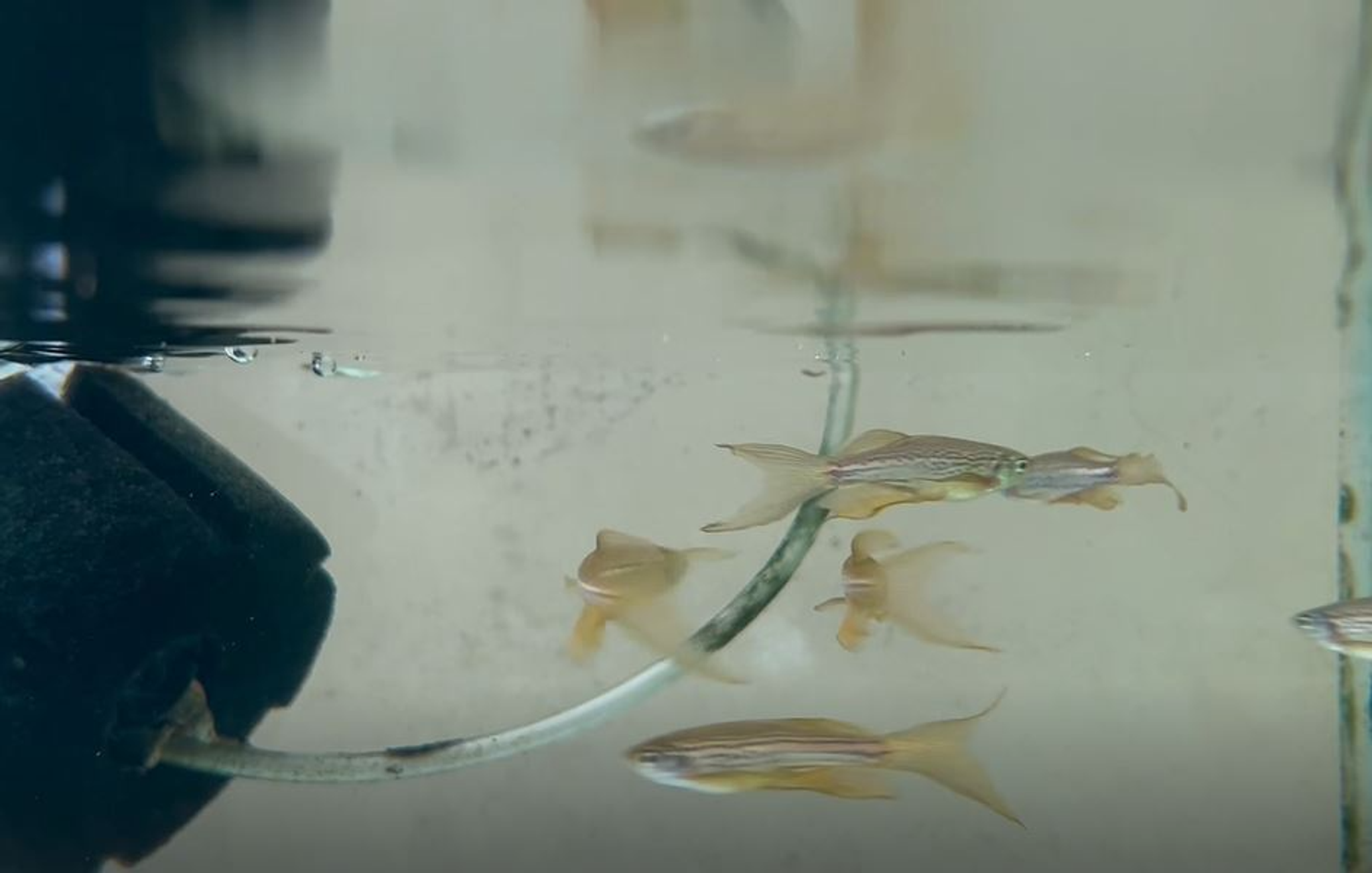 Longfin Leopard Danio