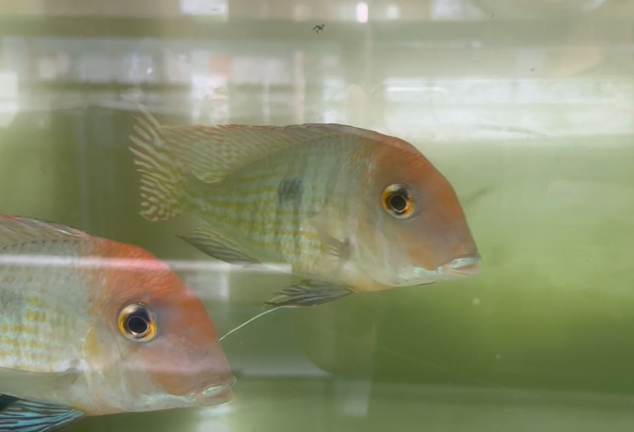 Red Head Tapajos