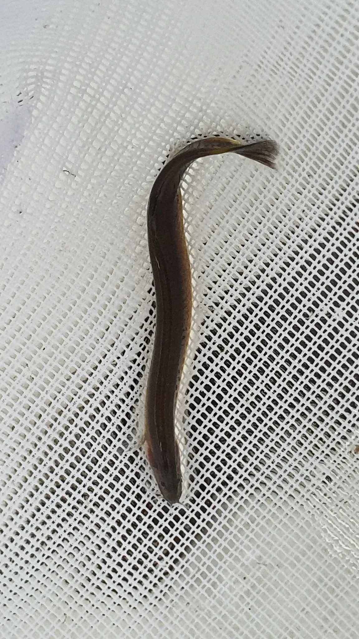 Black kuhli loach 4-5cm