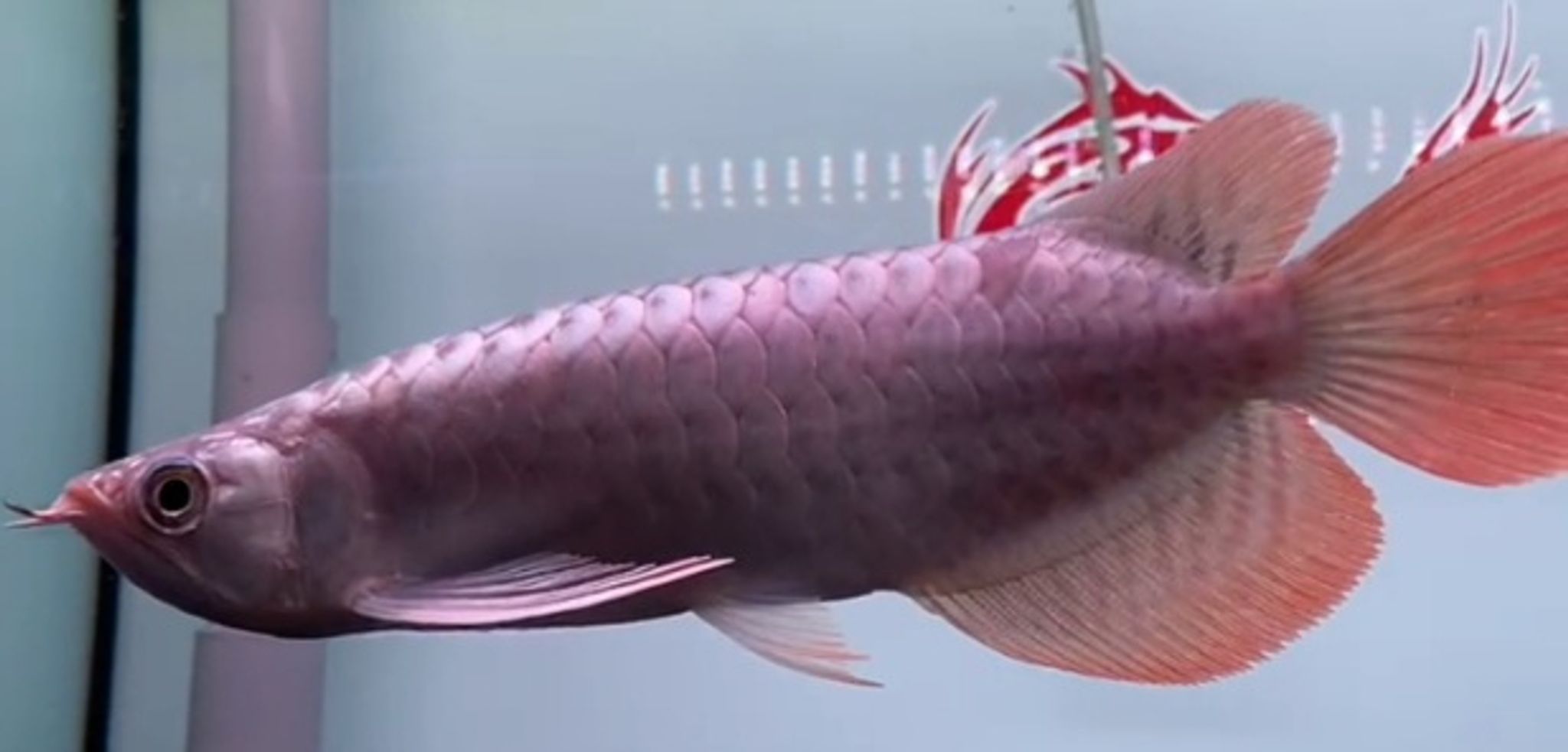 Shark mouth Super Red Arowana tag and with certificate (35-40cm)