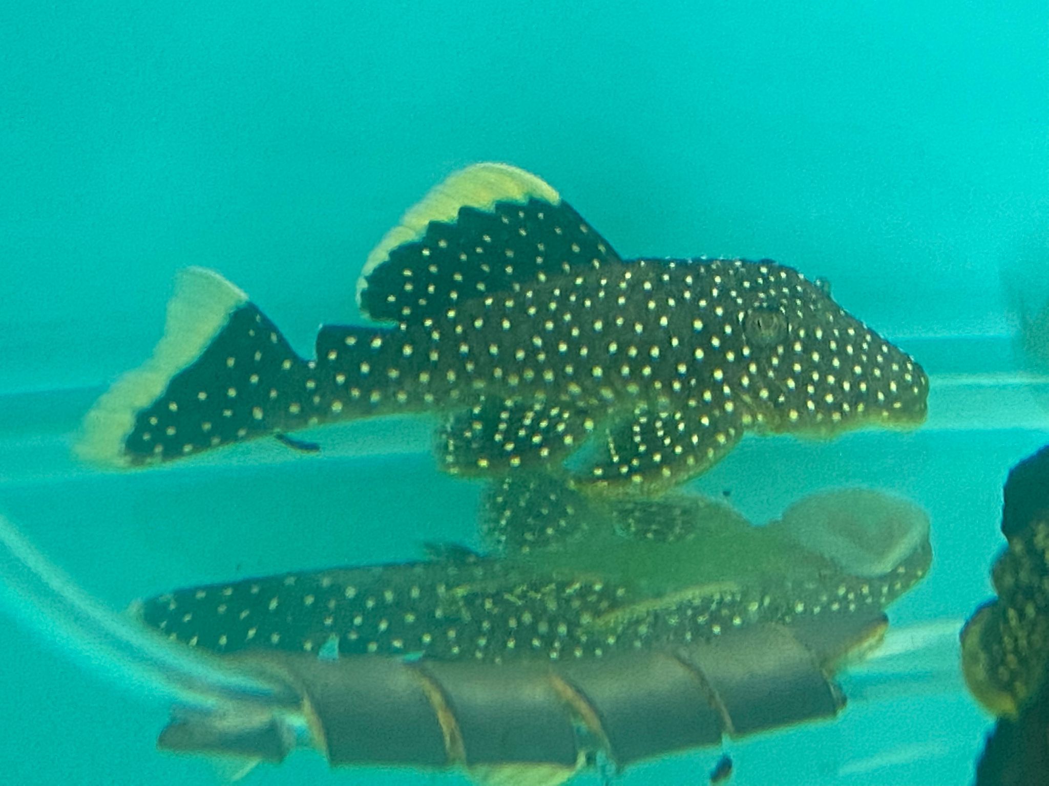 L18 GOLD NUGGET PLECO (SF-3481)
