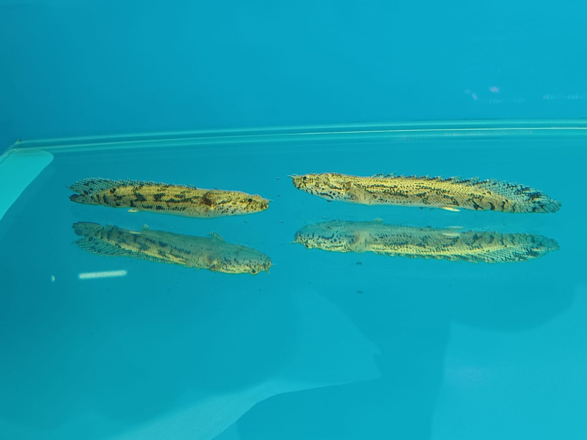 POLYPTERUS ENDLICHERI (SF-3065)
