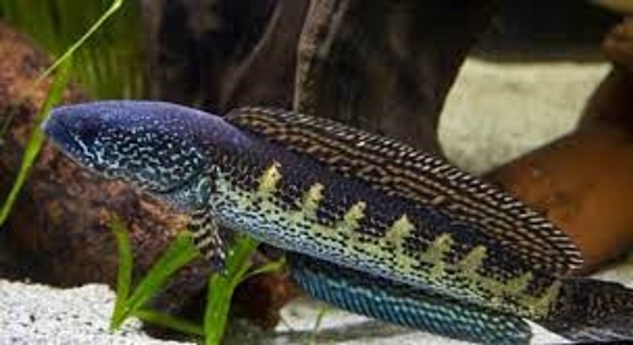 Channa aurantimaculata/golden cobra
