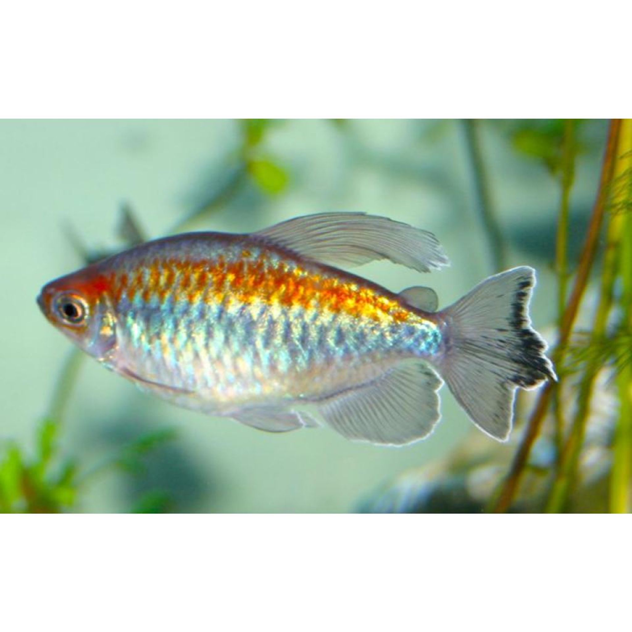 Congo Tetra (5 pieces)