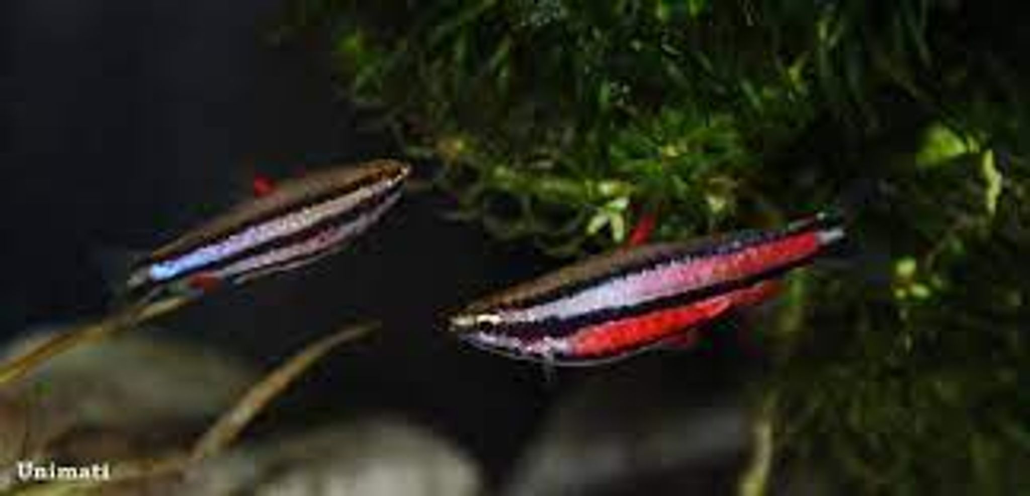 Purple pencilfish