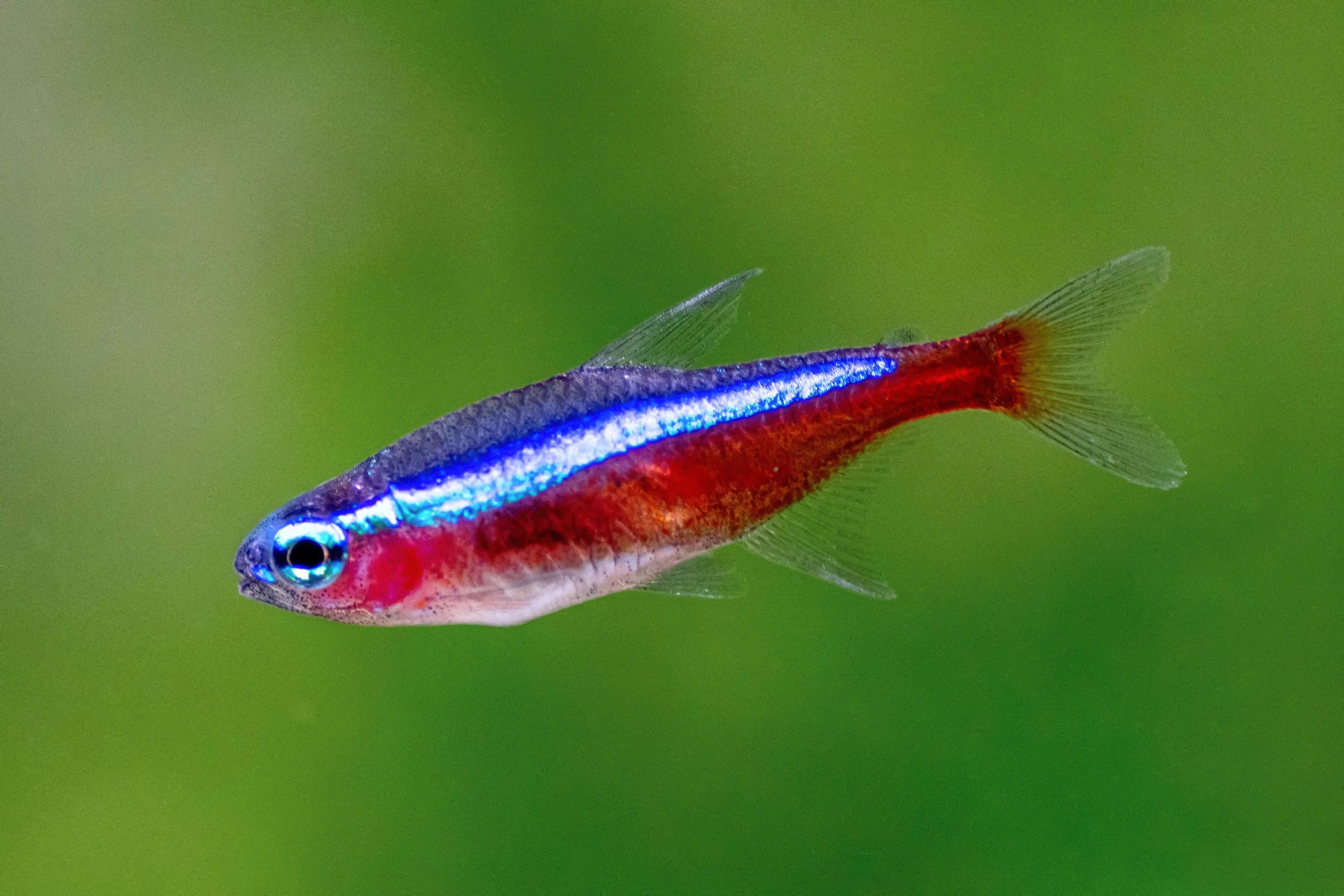 Paracheirodon Axelrodi