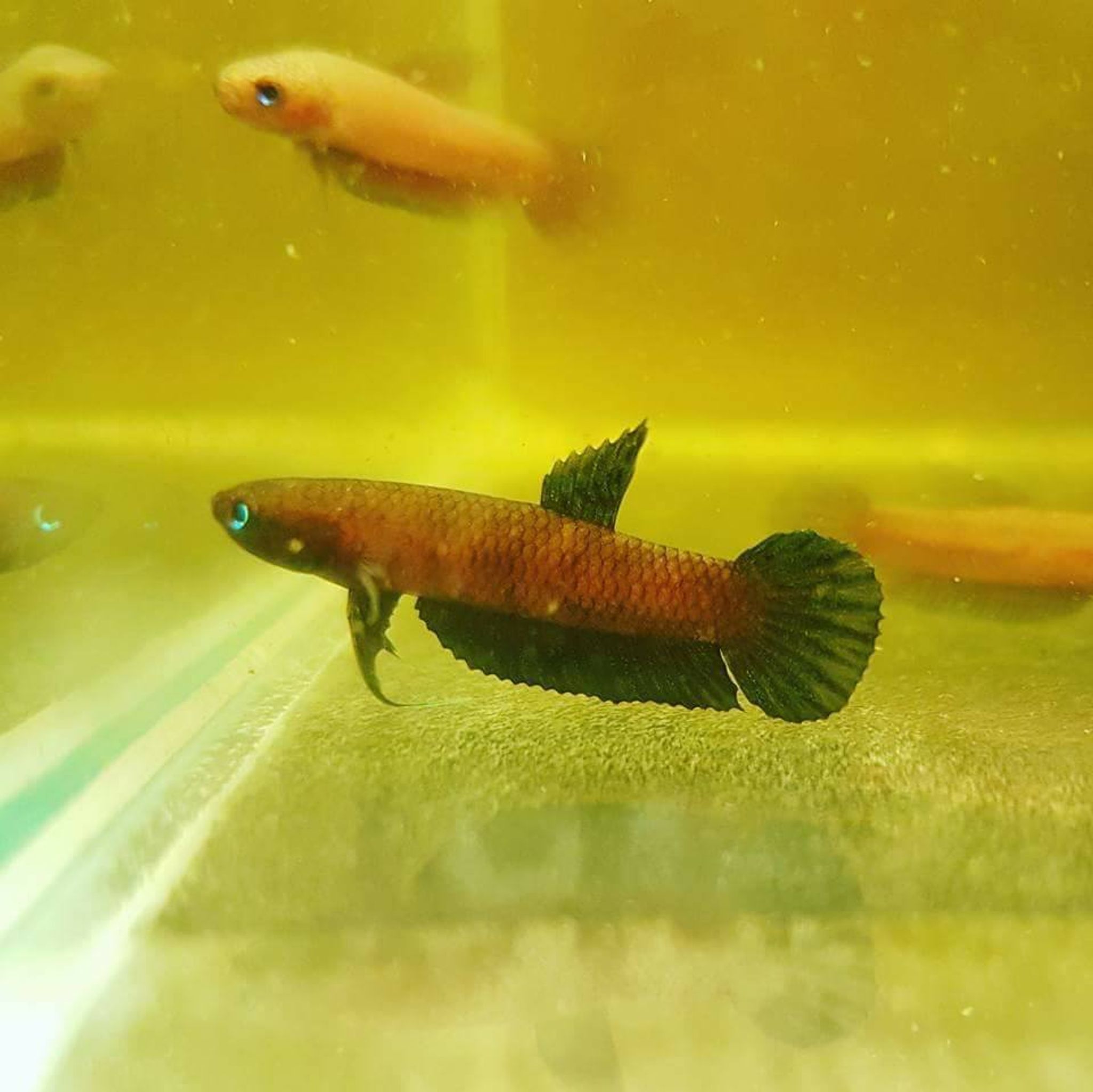 Betta Persephone