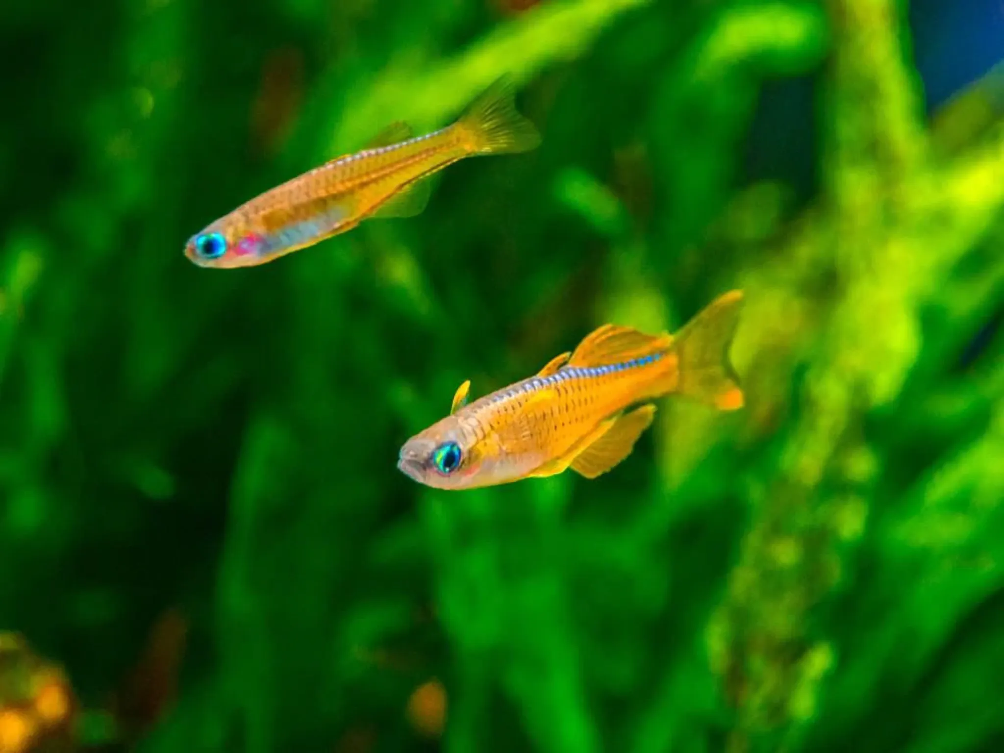 Rainbow Paskai Blue Eye (Pseudomugil Luminatus)