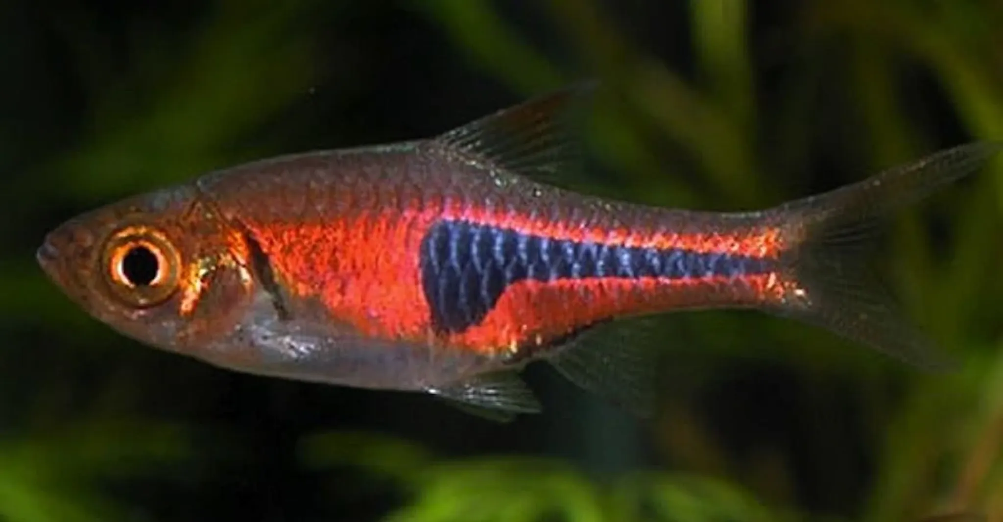 Espei Rasbora