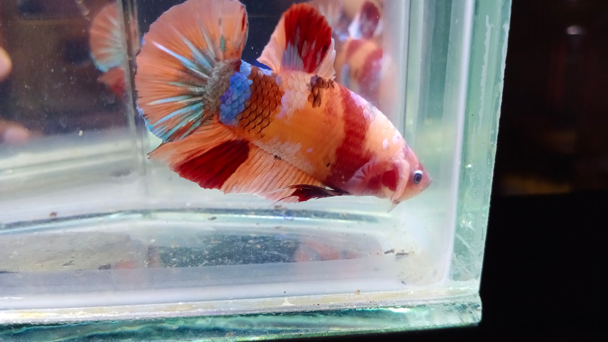 A4. Betta Fish Baby Giant Nemo Cooper